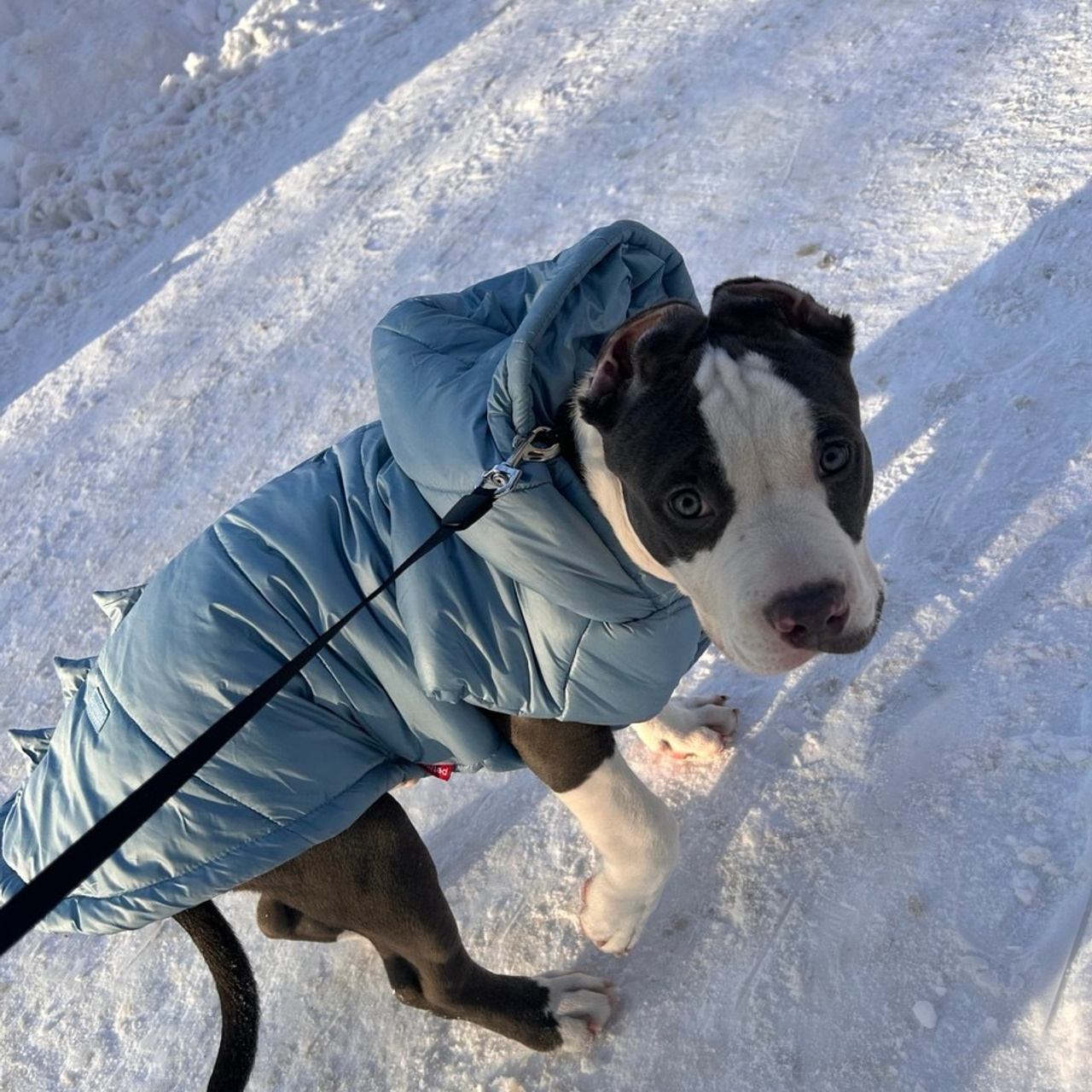 Фотогалерея. SANGRES FRESCA | Питомник американских булли в Москве и Московской области