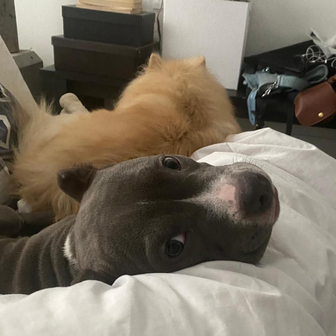 Фотогалерея. SANGRES FRESCA | Питомник американских булли в Московской области