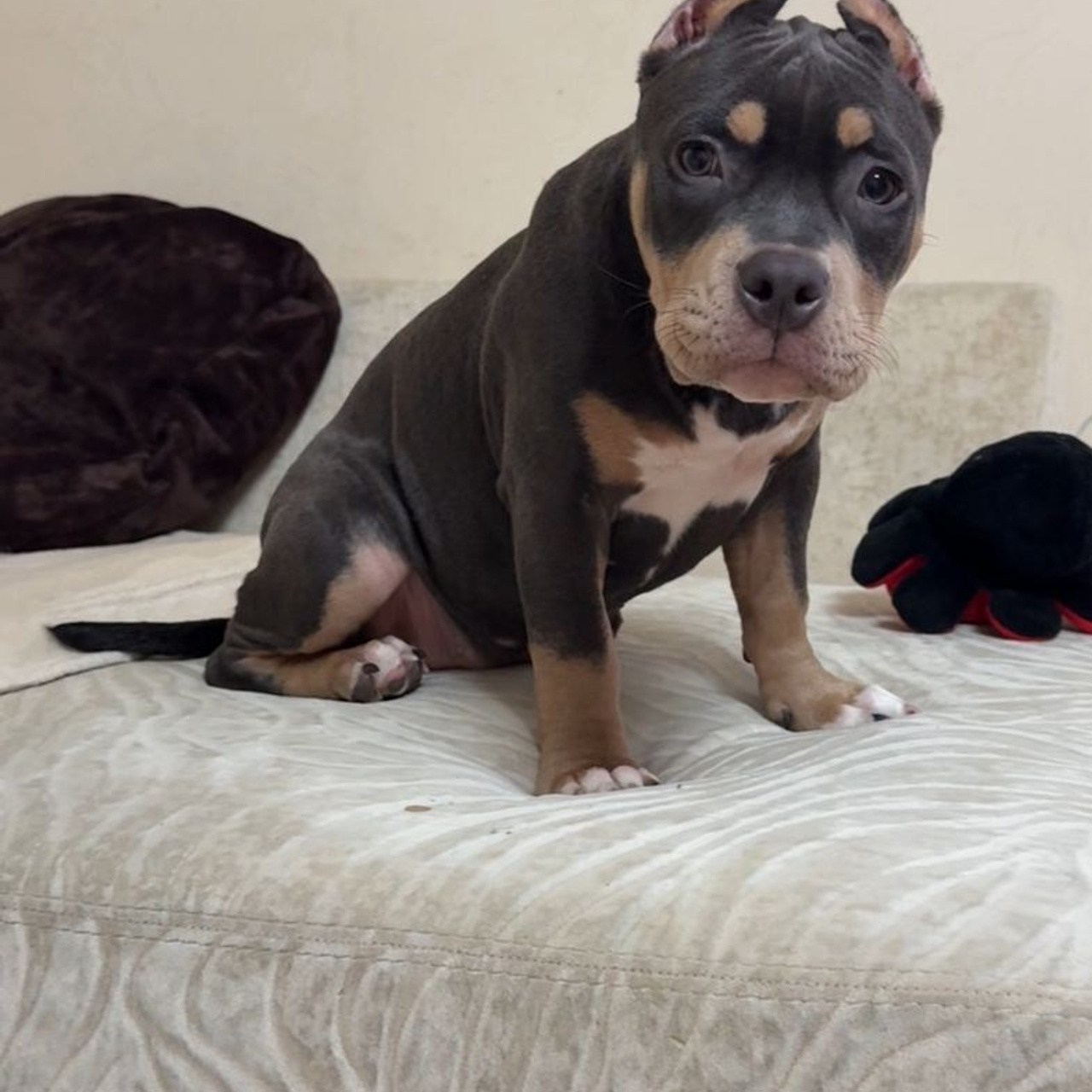 Фотогалерея. SANGRES FRESCA | Питомник американских булли в Московской области