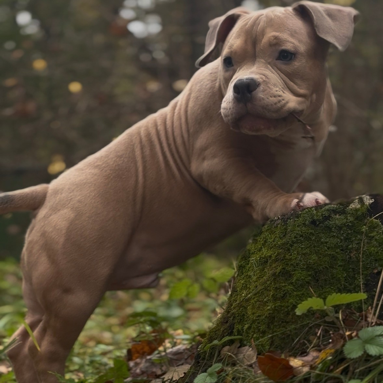 Фотогалерея. SANGRES FRESCA | Питомник американских булли в Московской области