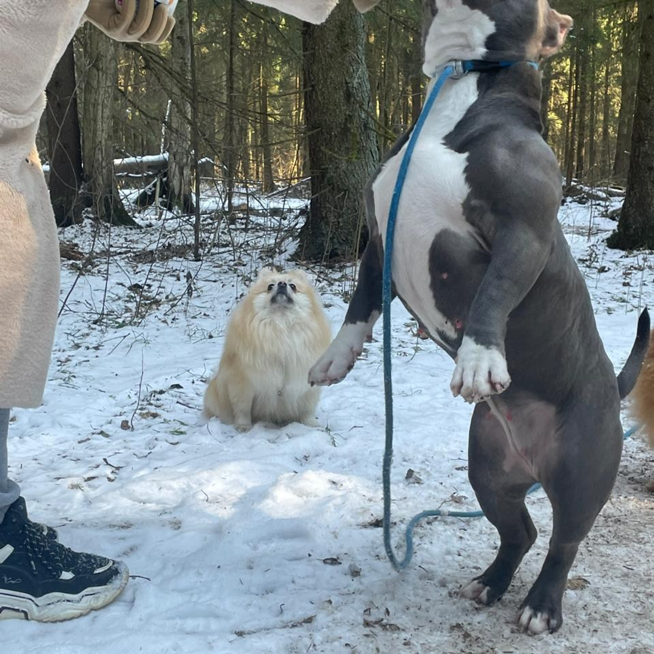 Фотогалерея. SANGRES FRESCA | Питомник американских булли в Московской области