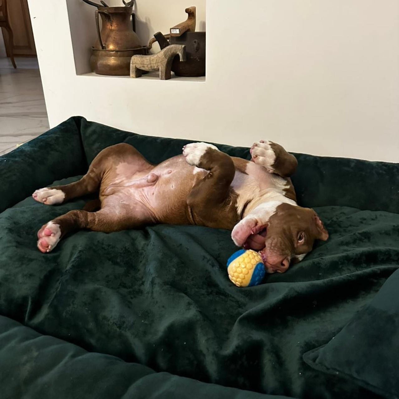 Фотогалерея. SANGRES FRESCA | Питомник американских булли в Московской области