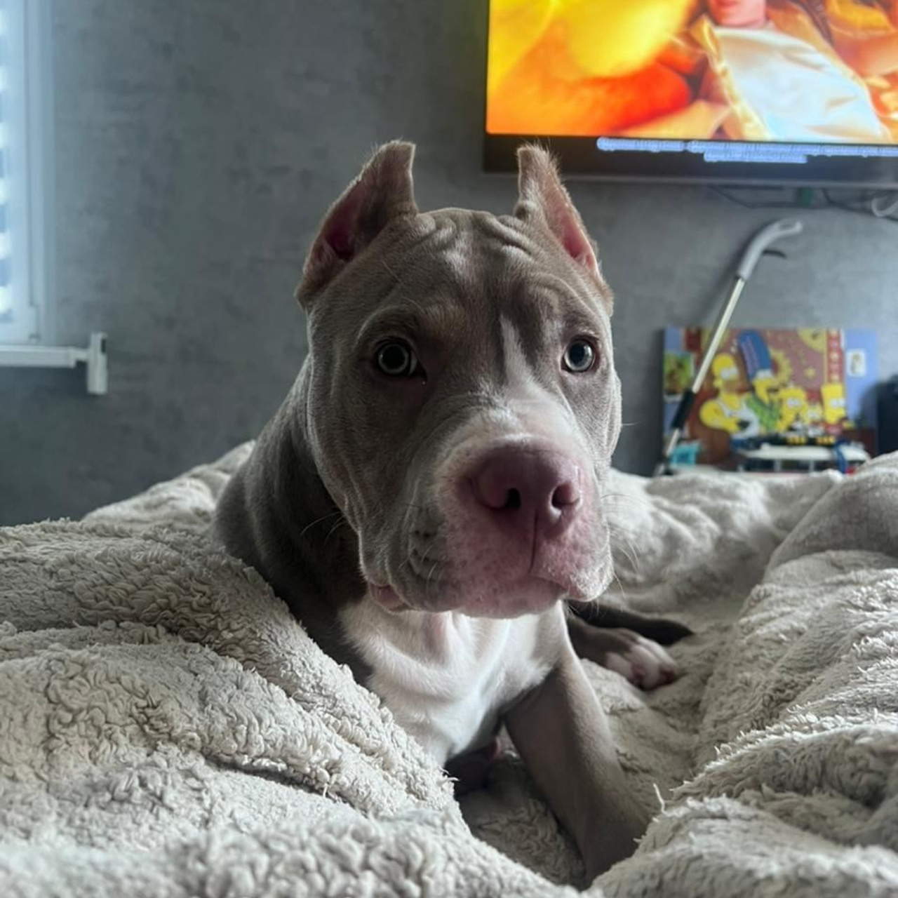 Фотогалерея. SANGRES FRESCA | Питомник американских булли в Московской области