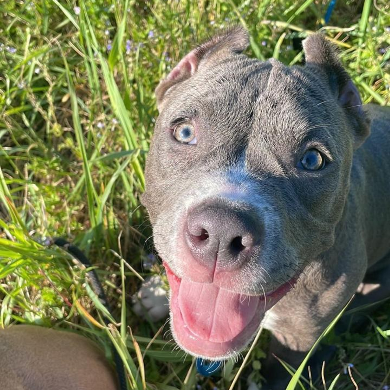 Фотогалерея. SANGRES FRESCA | Питомник американских булли в Московской области