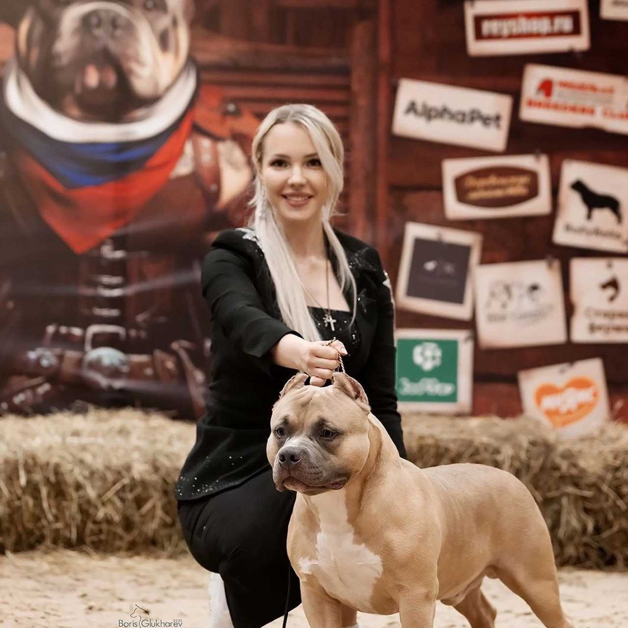 Фотогалерея. SANGRES FRESCA | Питомник американских булли в Московской области