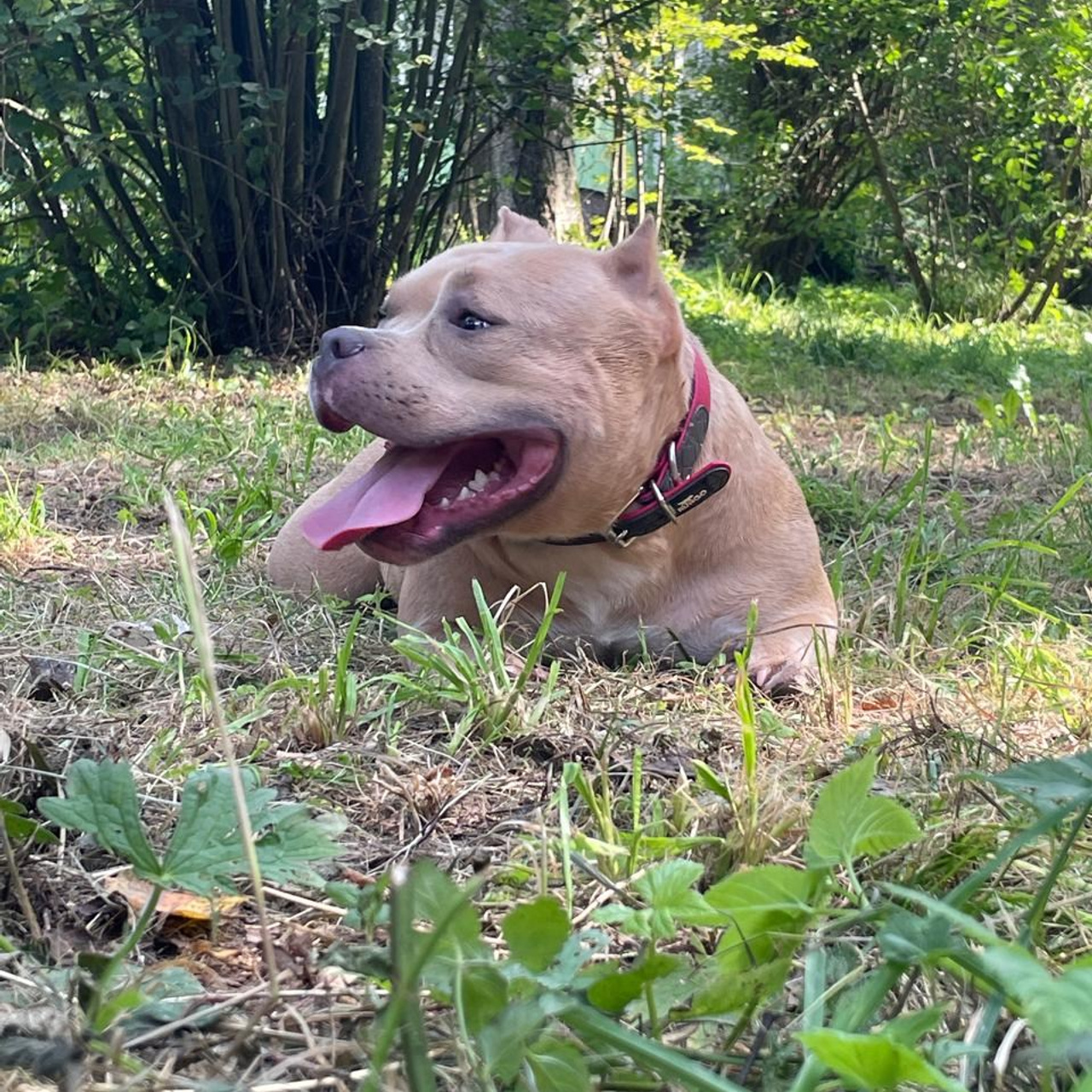 Фотогалерея. SANGRES FRESCA | Питомник американских булли в Московской области