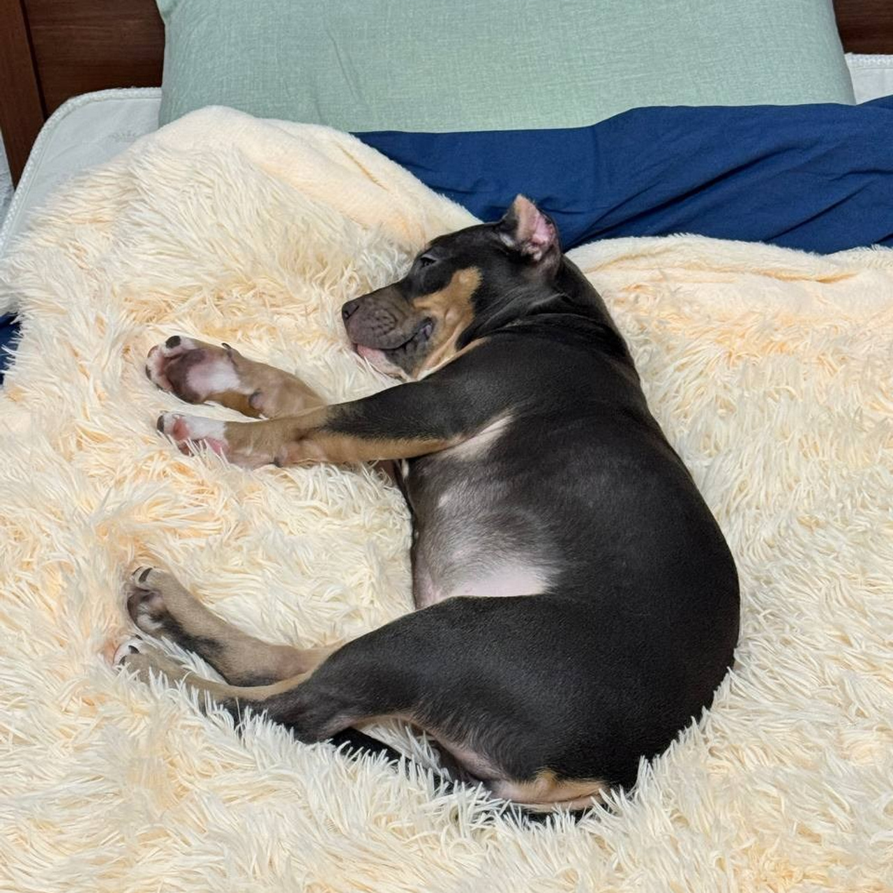 Фотогалерея. SANGRES FRESCA | Питомник американских булли в Москве и Московской области