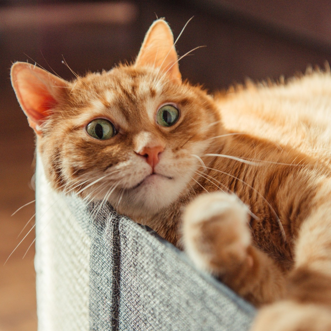 Отзывы. Фотограф Алёна Липатова. Репортаж. Портрет. Москва