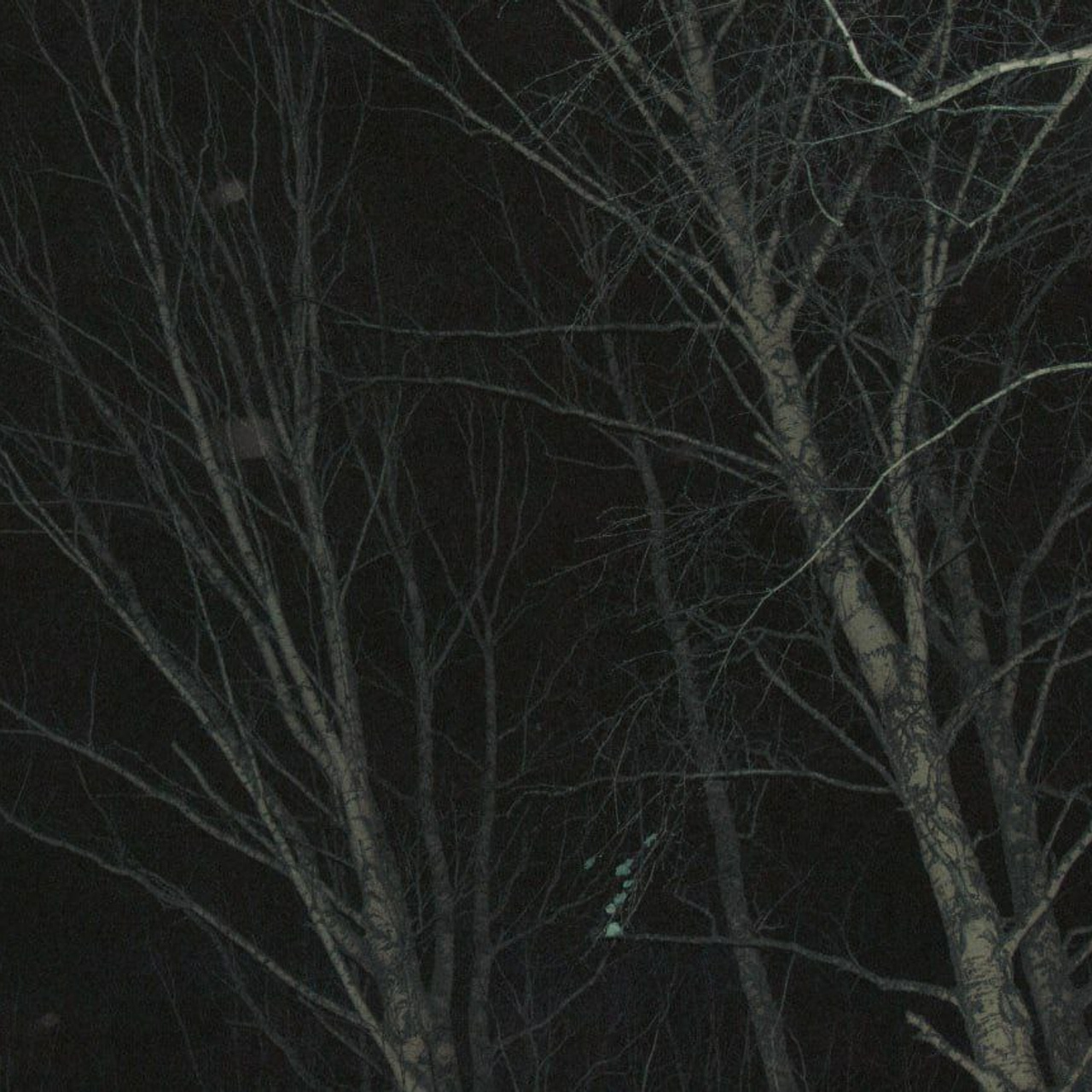 Winter night collection | Tomsk. Концертный фотограф PHBAKHAREV