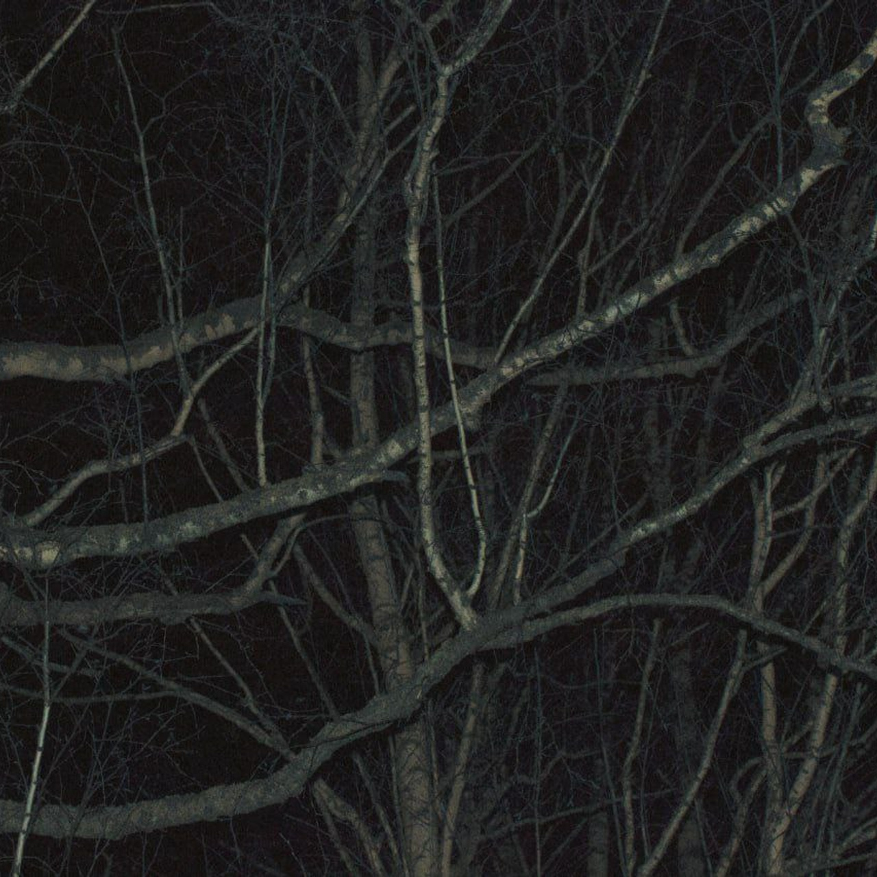 Winter night collection | Tomsk. Концертный фотограф PHBAKHAREV