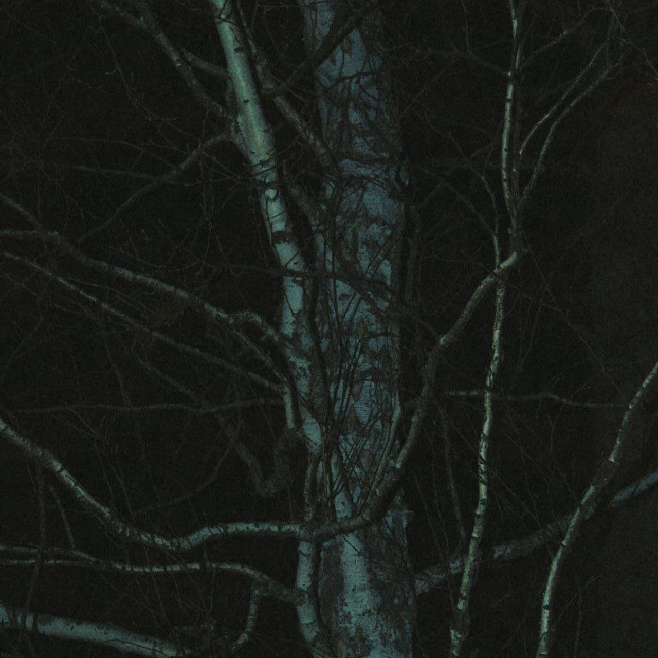 Winter night collection | Tomsk. Концертный фотограф PHBAKHAREV