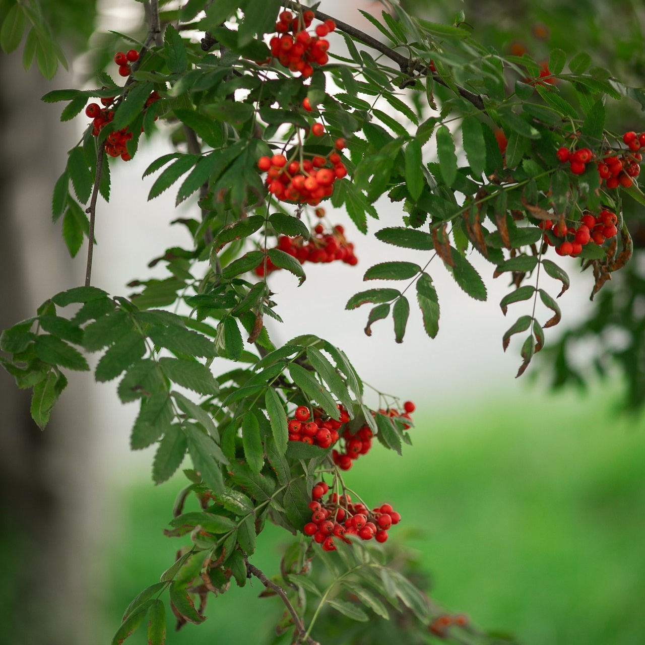 Отзывы. Семейный фотограф Пермь Тимофеева Ольга