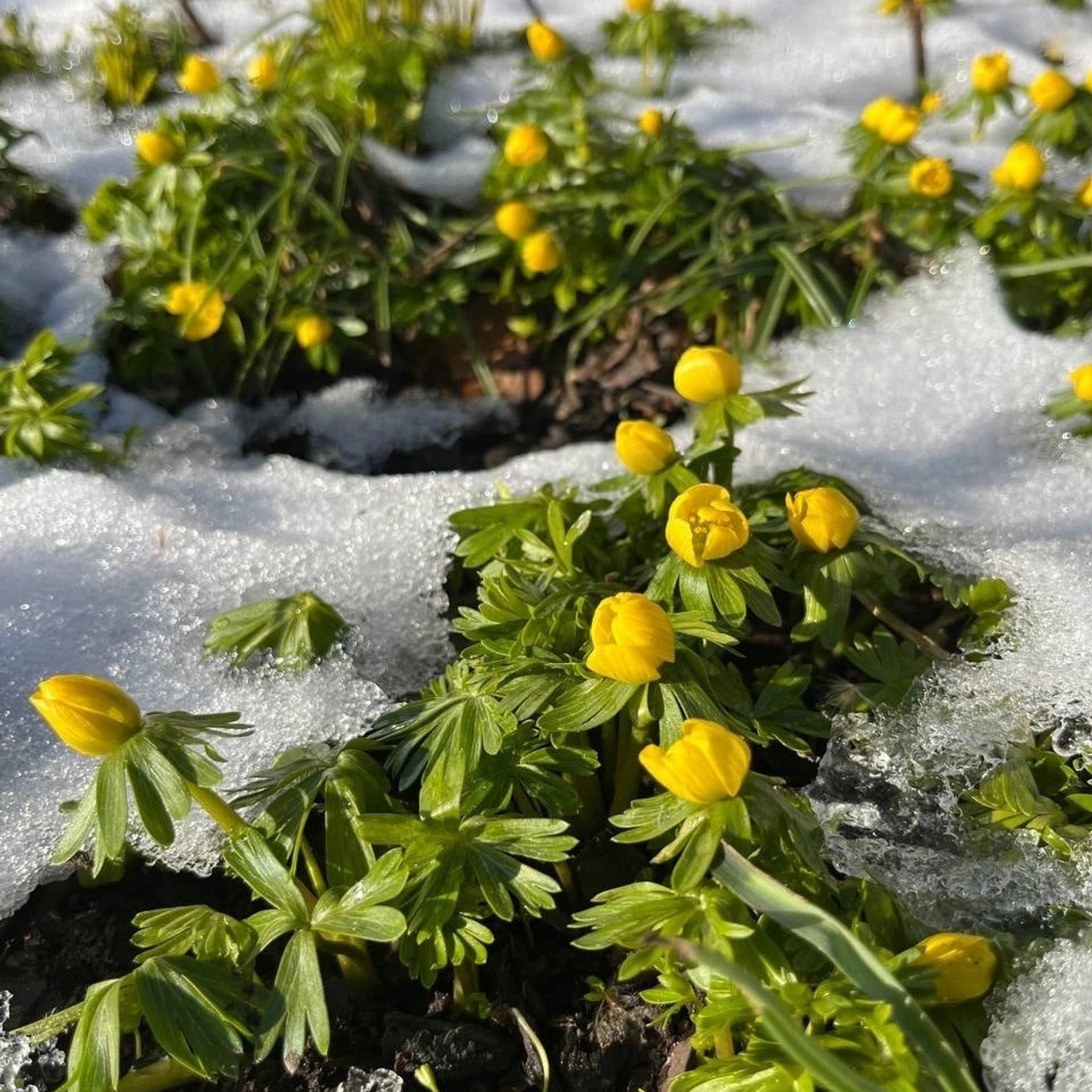 Отзывы. Студийный и портретный фотограф в САНКТ-ПЕТЕРБУРГЕИрина Махаон