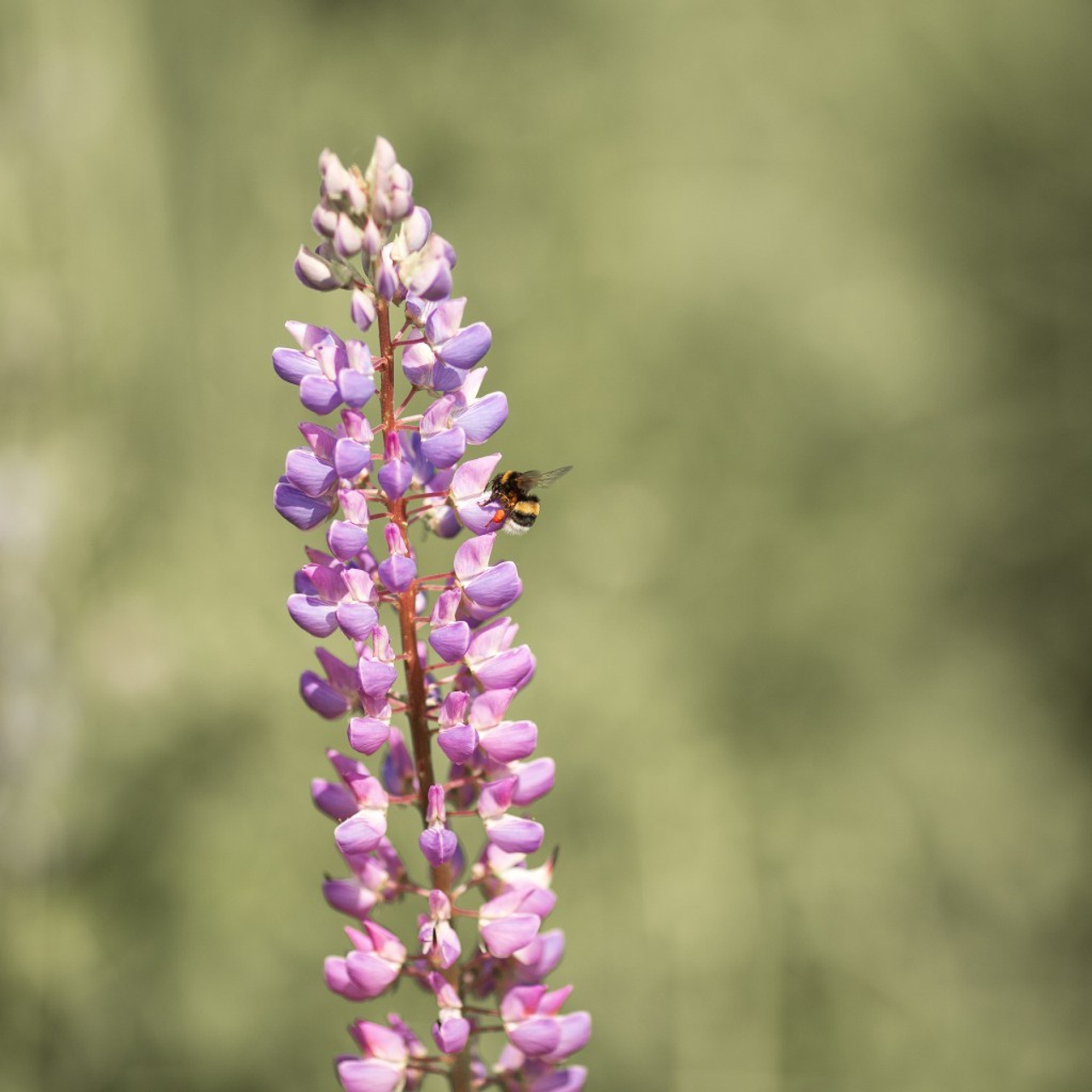 Отзывы. Семейный и детский фотограф в Москве Юлия