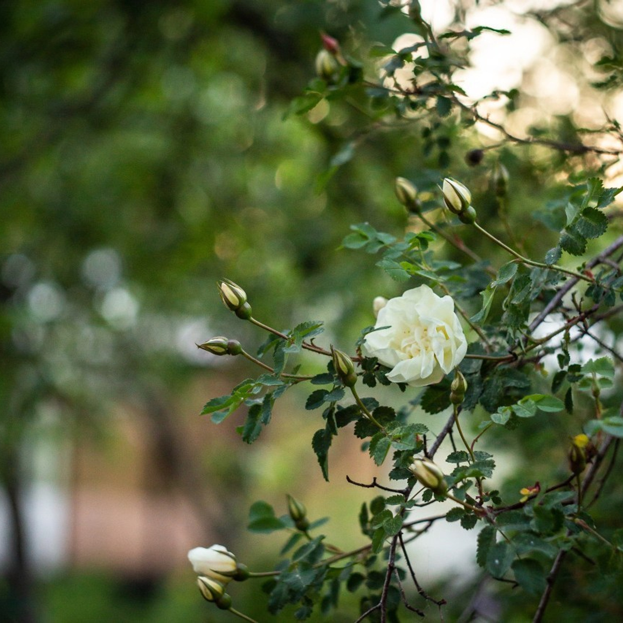 Отзывы. Екатерина Рыбина фотограф в Нижнем Новгороде