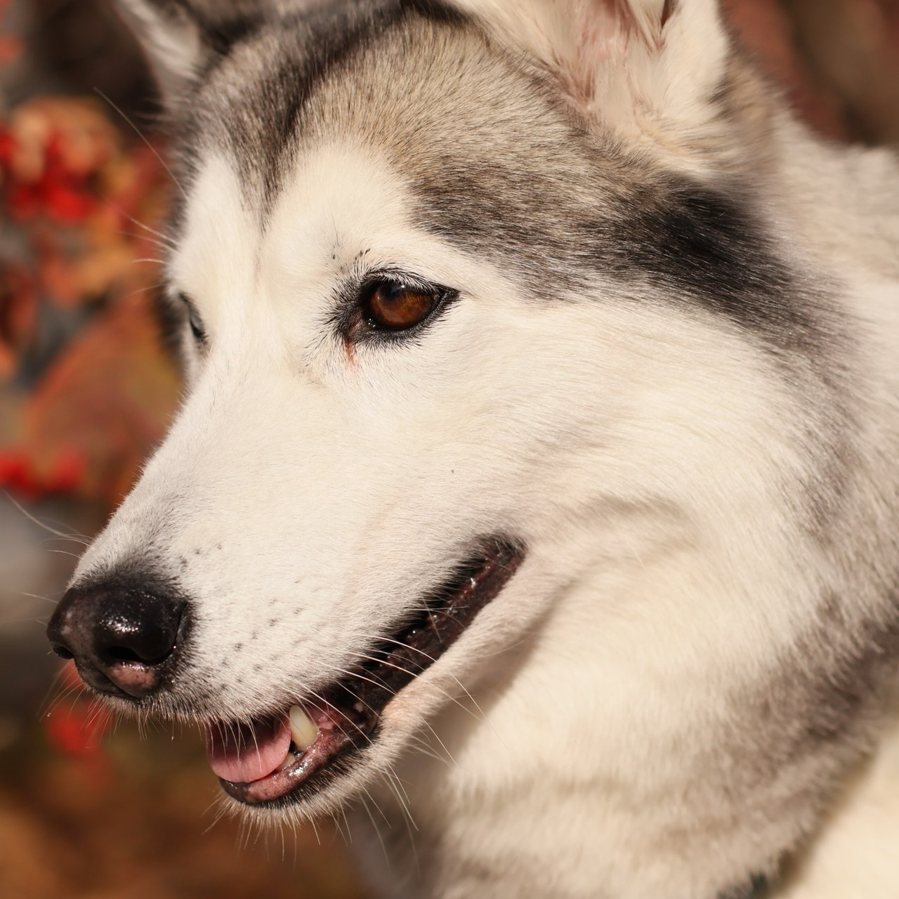 Отзывы. Профессиональный фотограф в Новосибирске Белоновский Павел