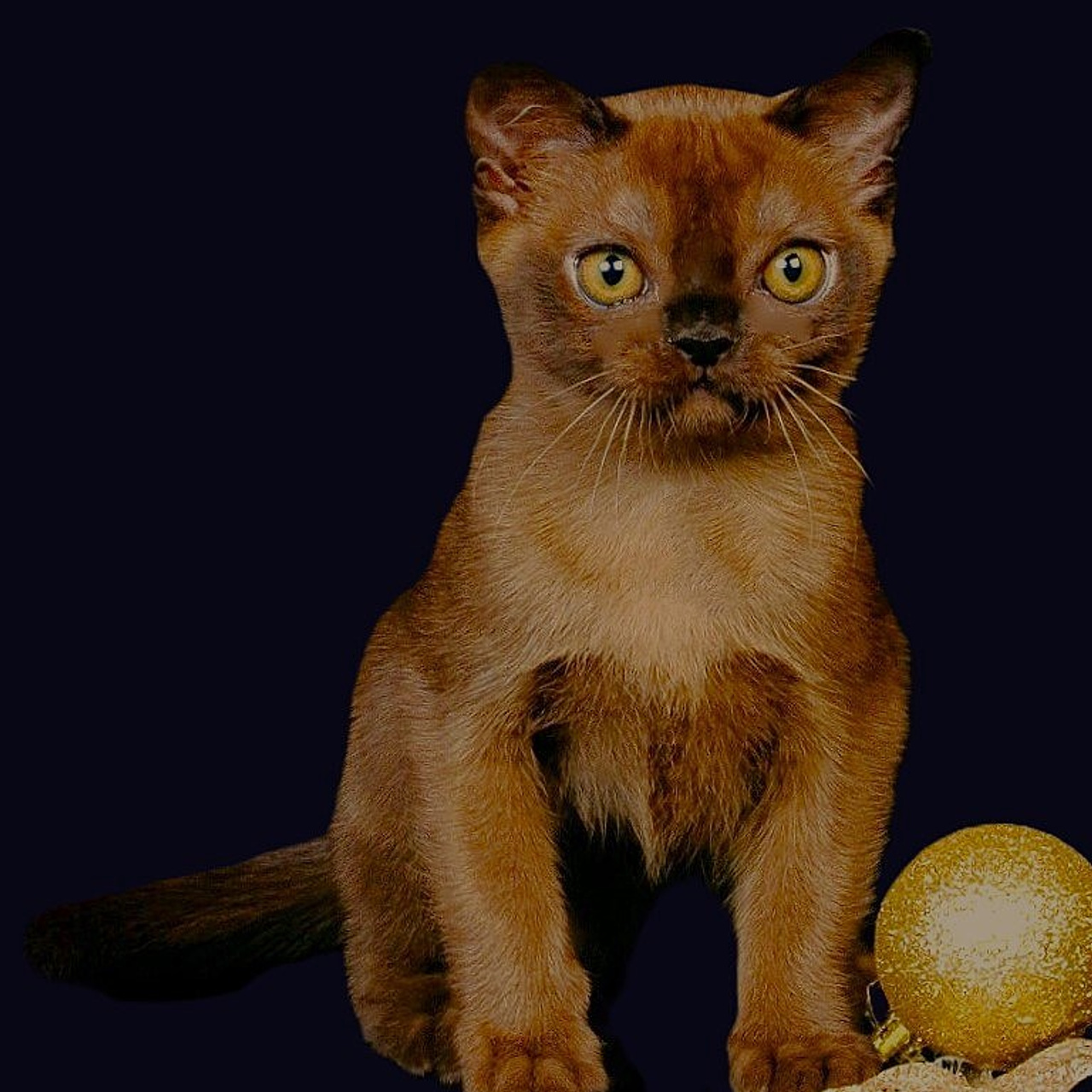 Соболиный окрас