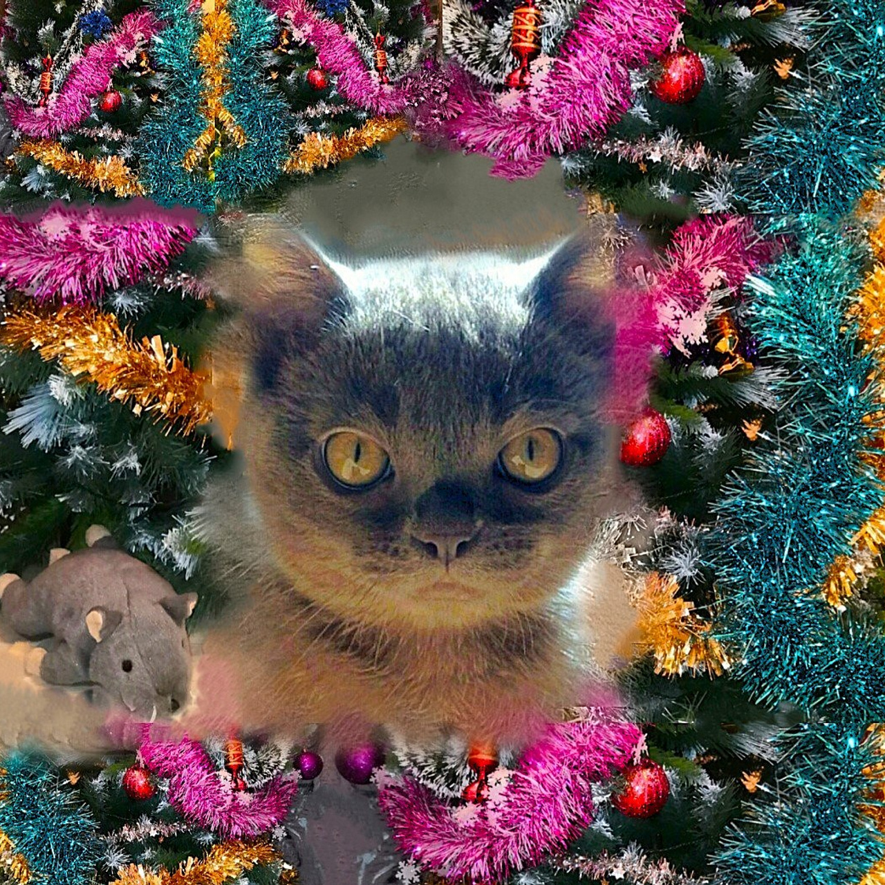 Котёнок американской бурмы. Las Burmas — питомник американской бурмы традиционных линий