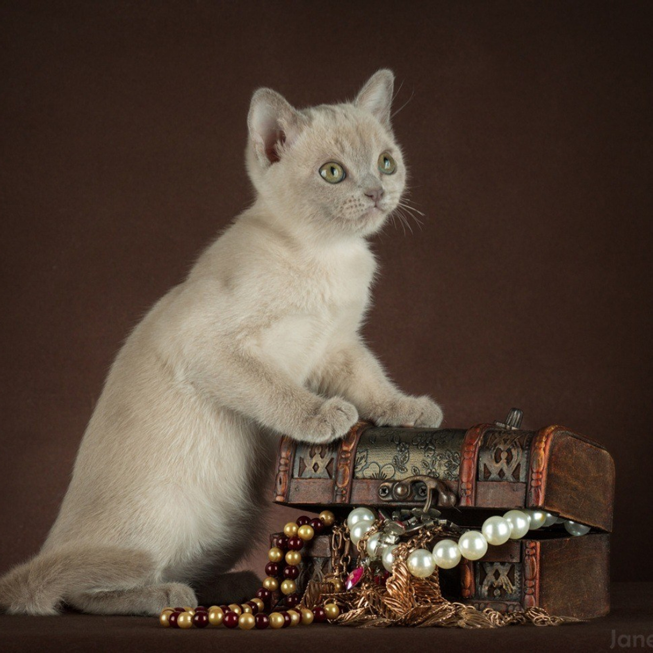 Котёнок американской бурмы. Las Burmas — питомник американской бурмы традиционных линий