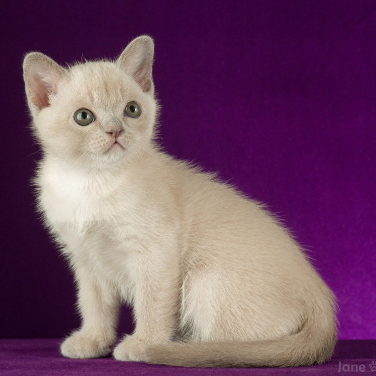 Платиновый окрас