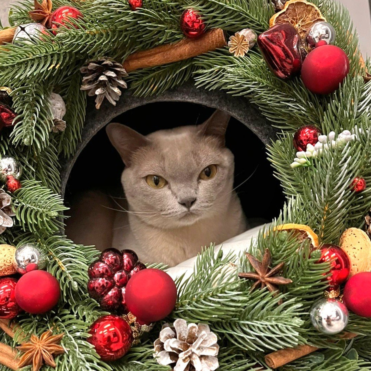 Котёнок американской бурмы. Las Burmas — питомник американской бурмы традиционных линий