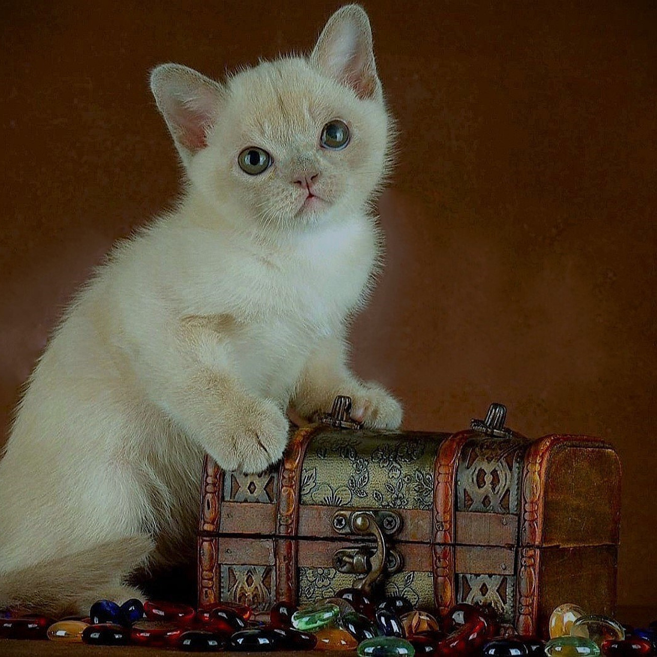 Котёнок американской бурмы. Las Burmas — питомник американской бурмы традиционных линий