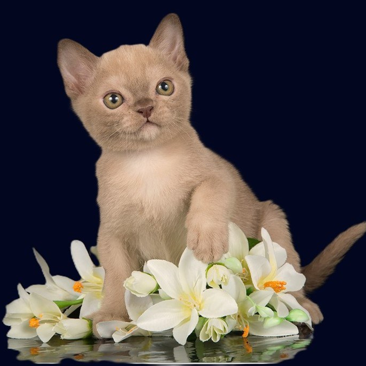 Шампанский окрас