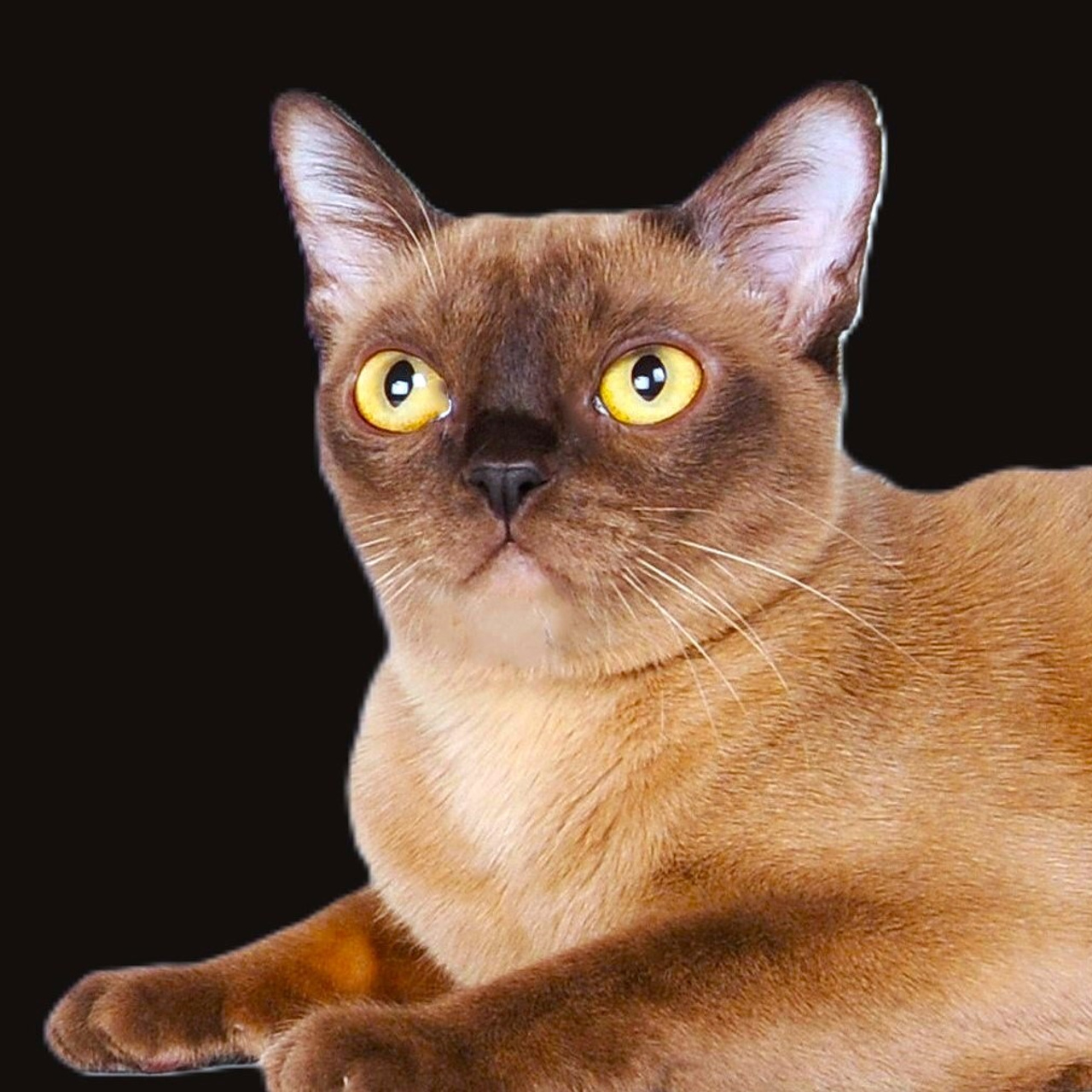 BeautyBurm's Elite Chelsea