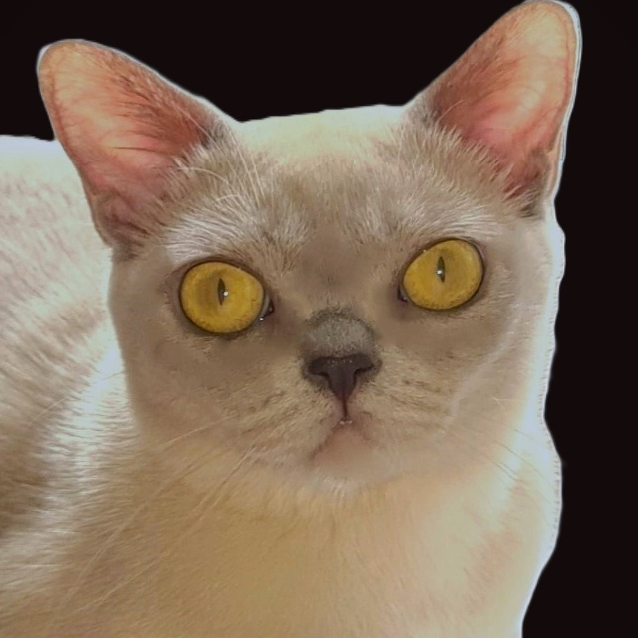 Lyuboburm's Barceloneta of Las Burmas