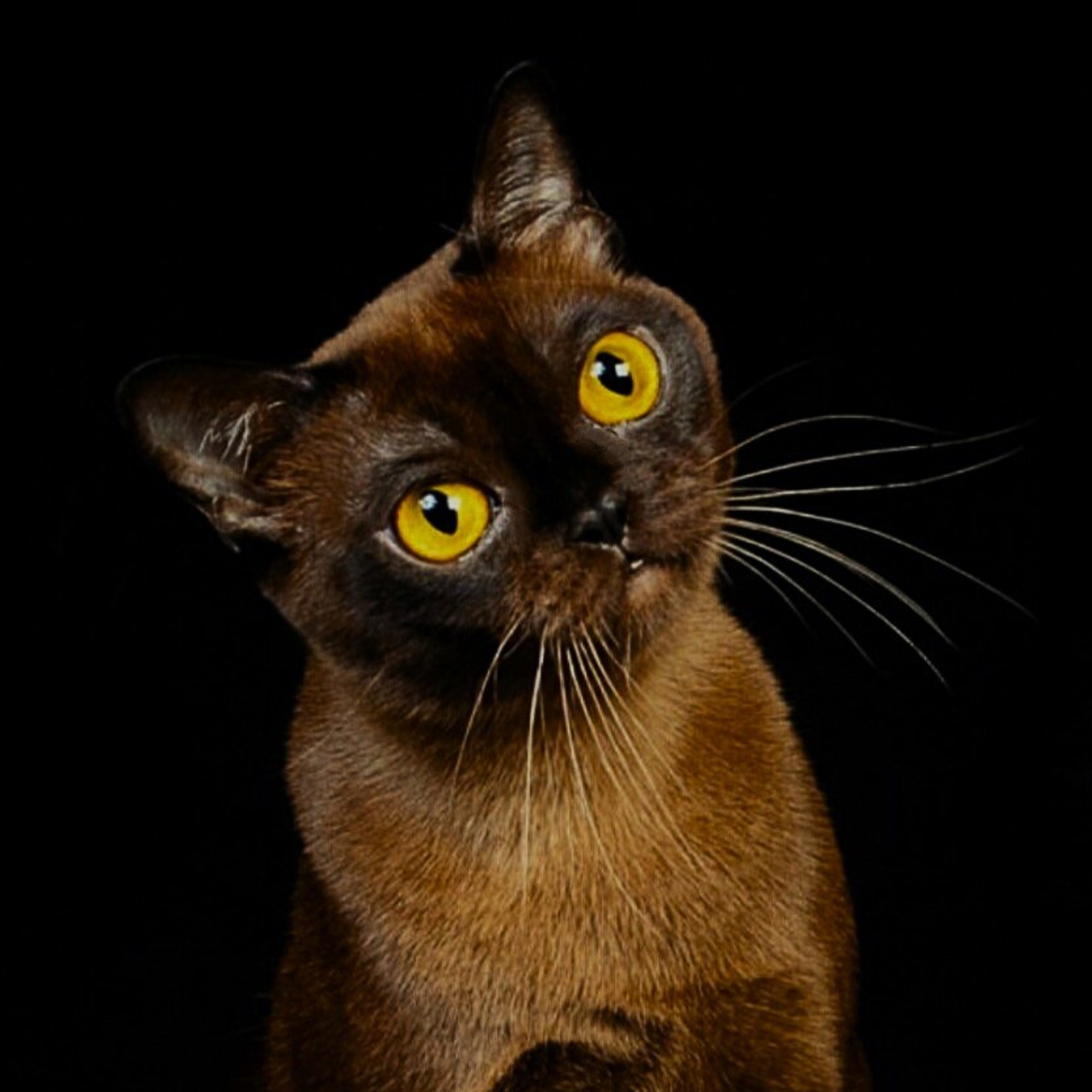 Lyuboburm's Jane of Las Burmas