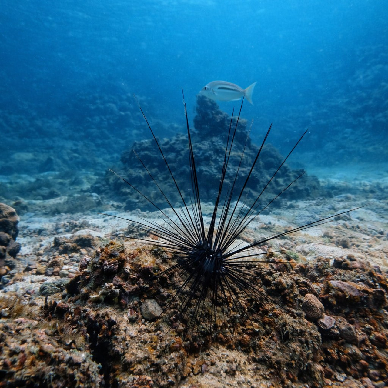 Дайвинг во Вьетнаме. Индивидуальные Экскурсии