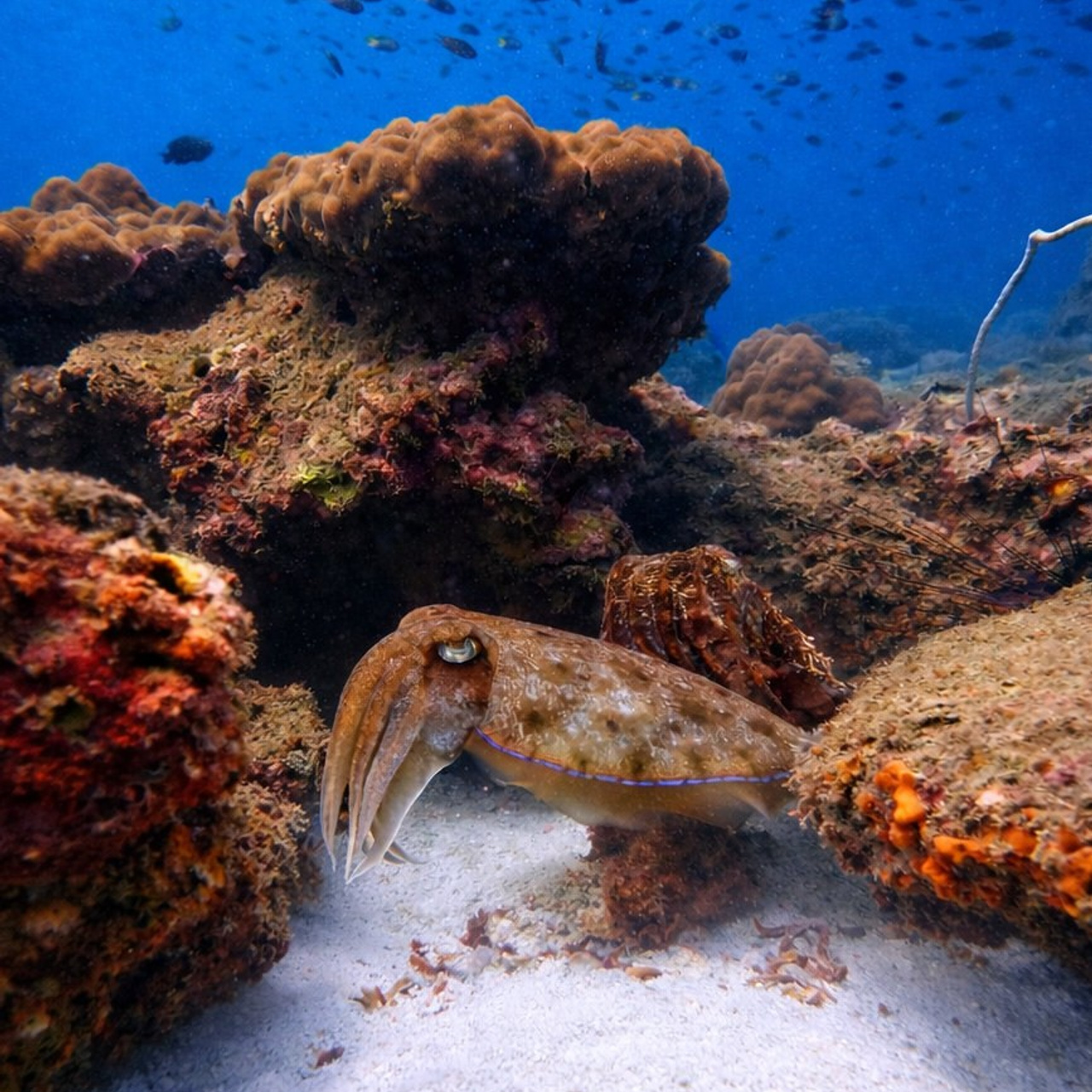 Дайвинг во Вьетнаме. Индивидуальные Экскурсии