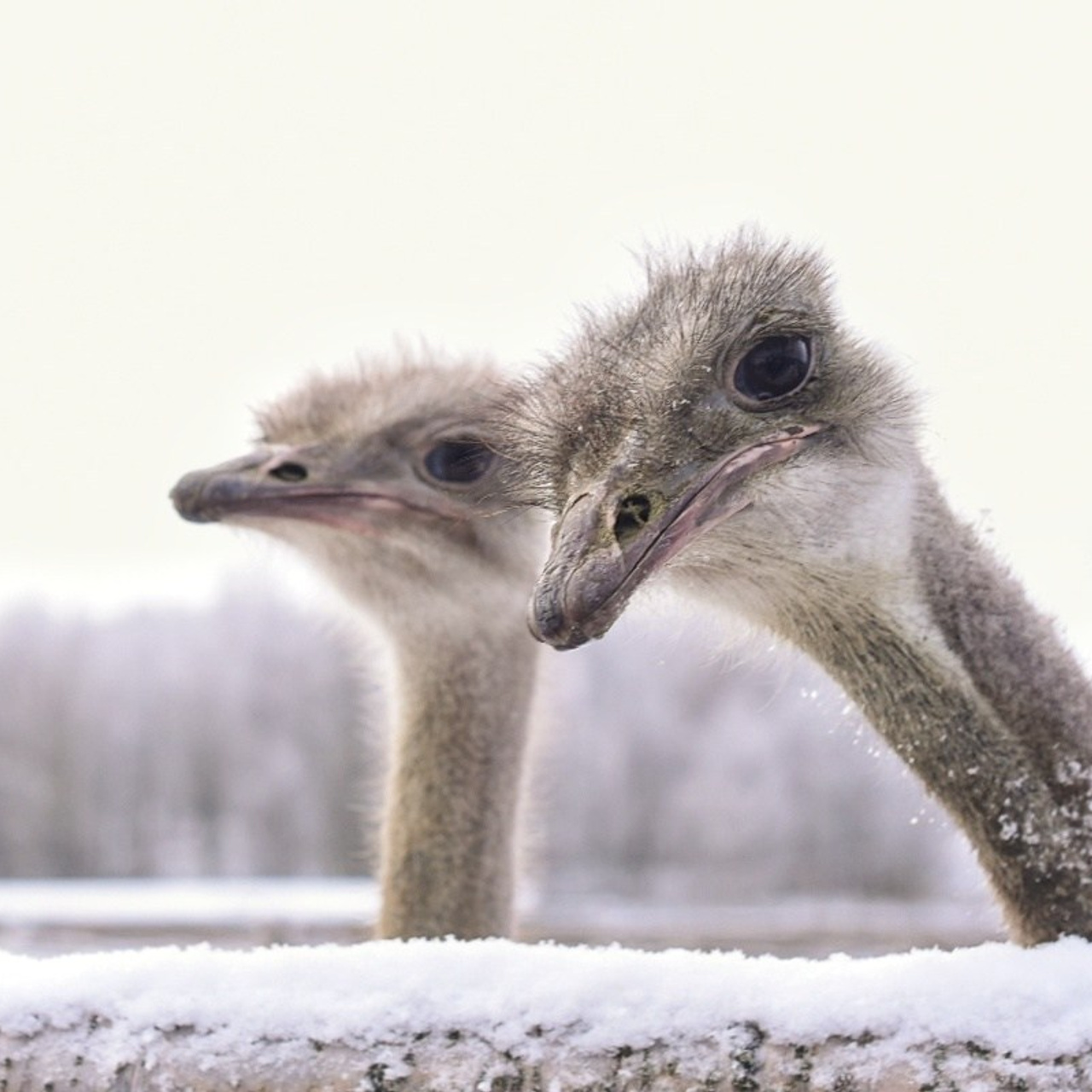 Отзывы. Детский и семейный фотограф в Мурманске Надежда Веденеева