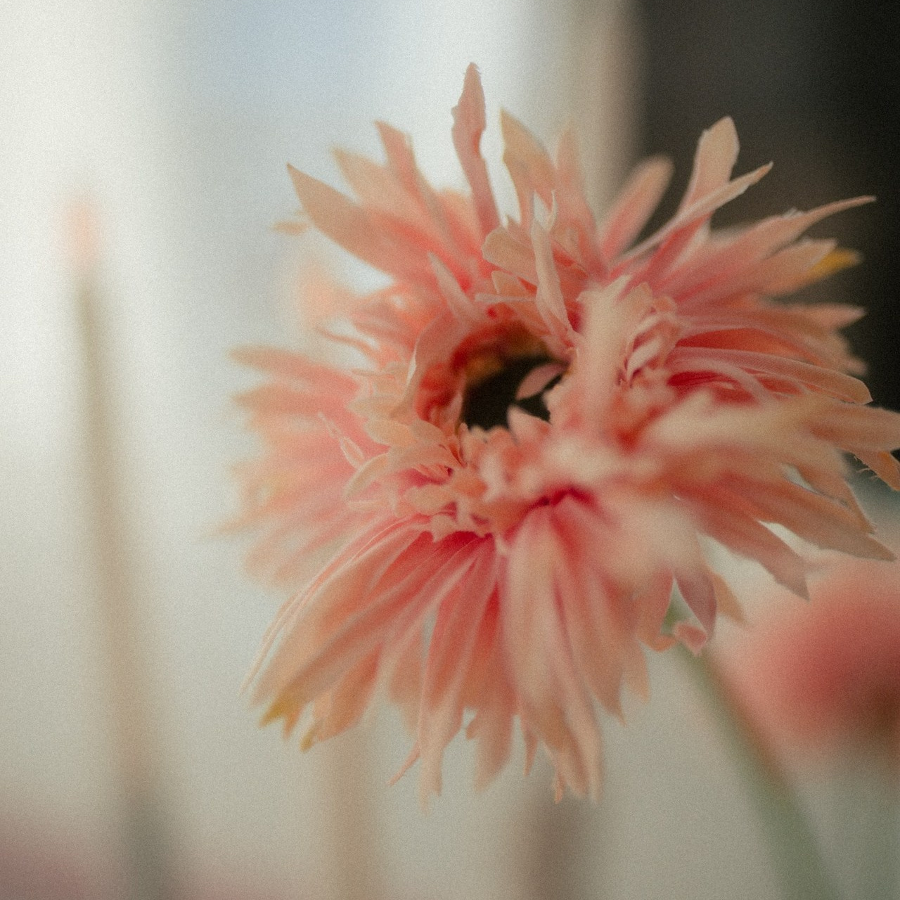 Отзывы. Фотограф Санкт-Петербург, Новороссийск