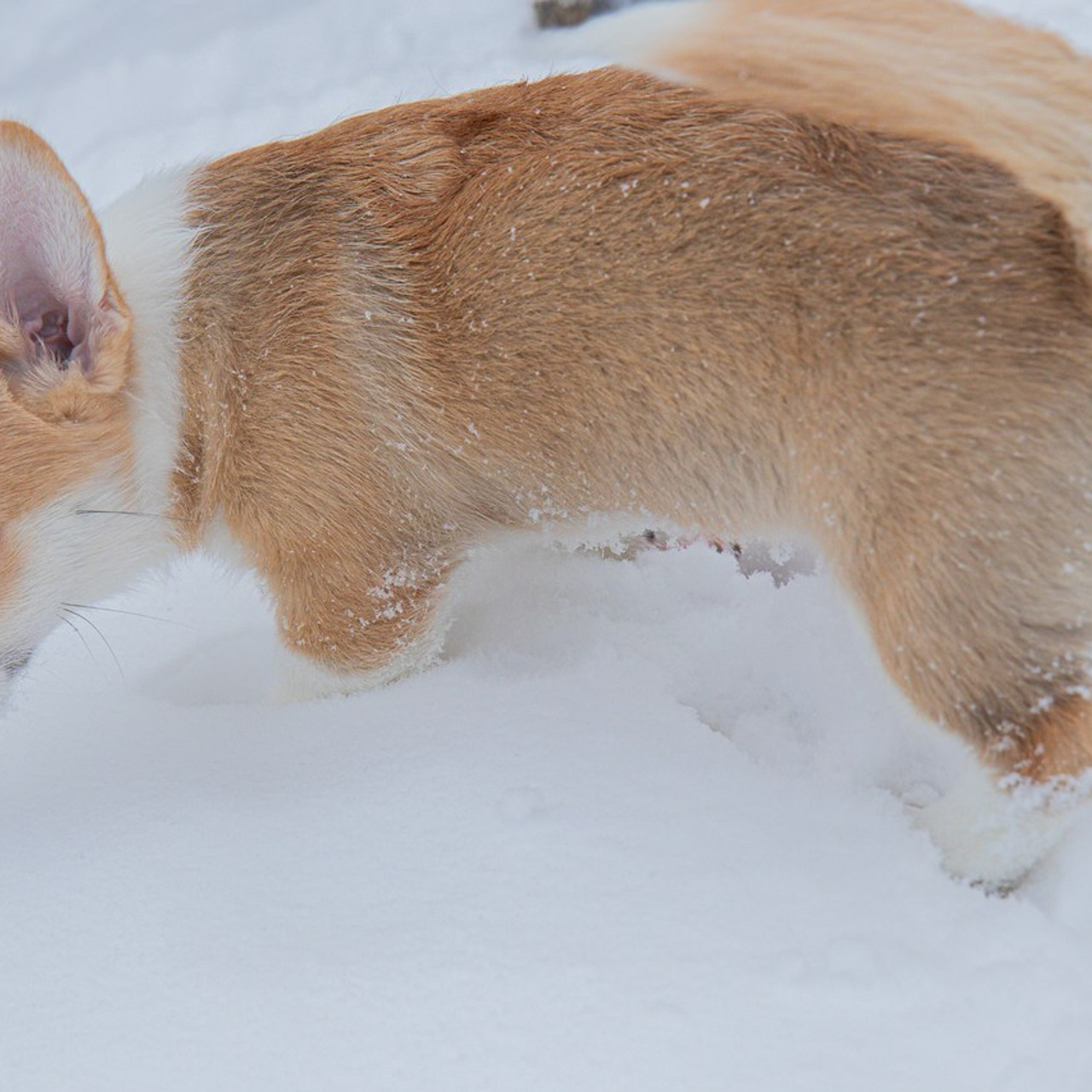 Отзывы. Семейный и школьный фотограф в Тюмени Елена Бузиновская