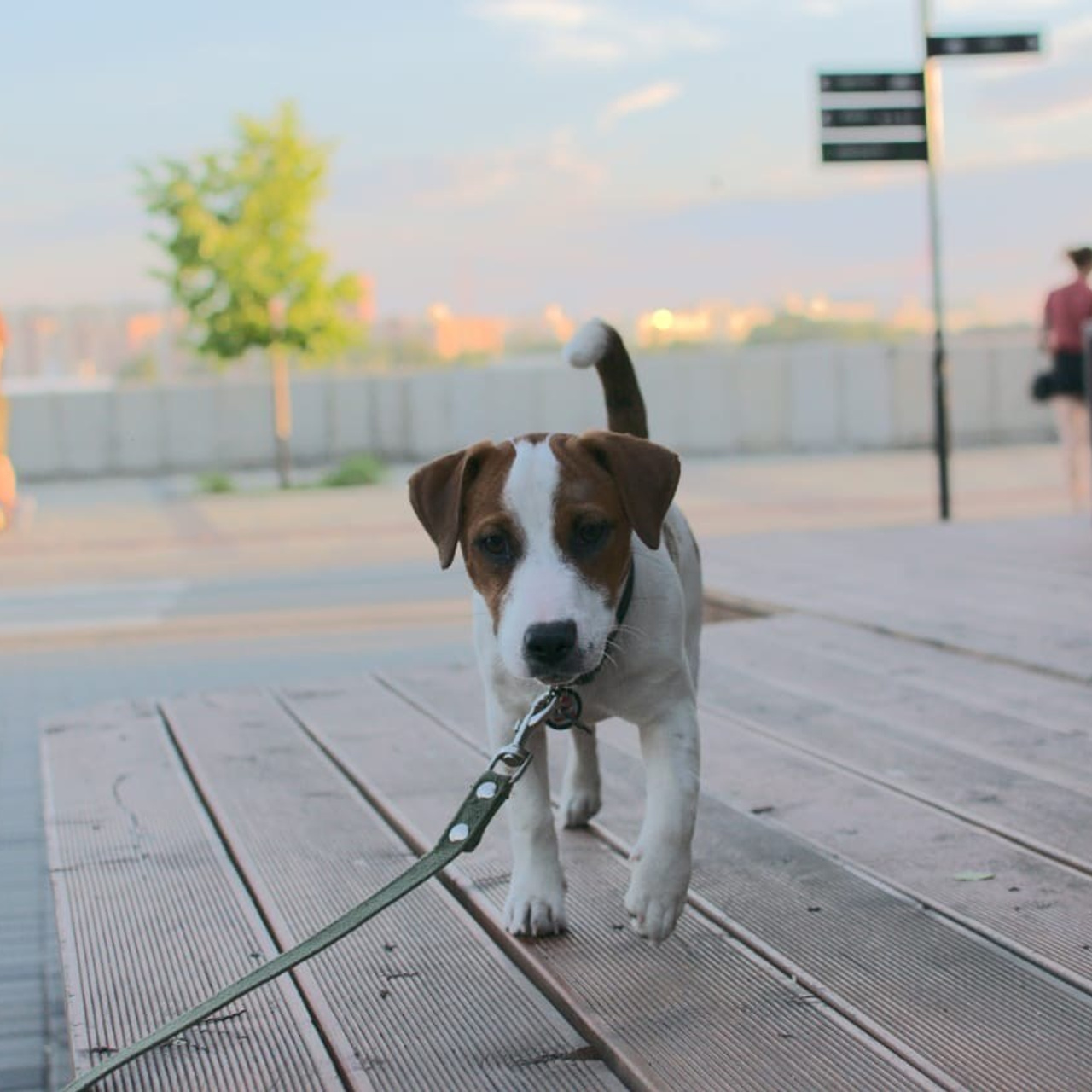 Отзывы. Фотограф анималист, пейзажист, спортивные мероприятия. Новосибирск