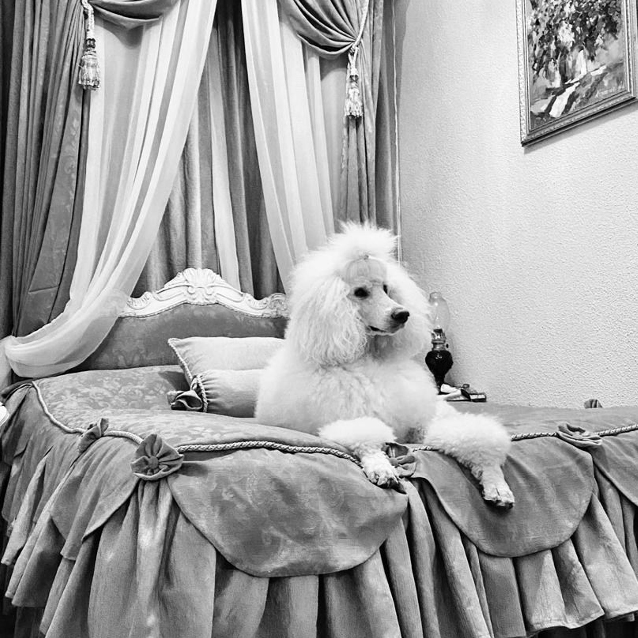 Бадди. Актерское агентство Art-faces