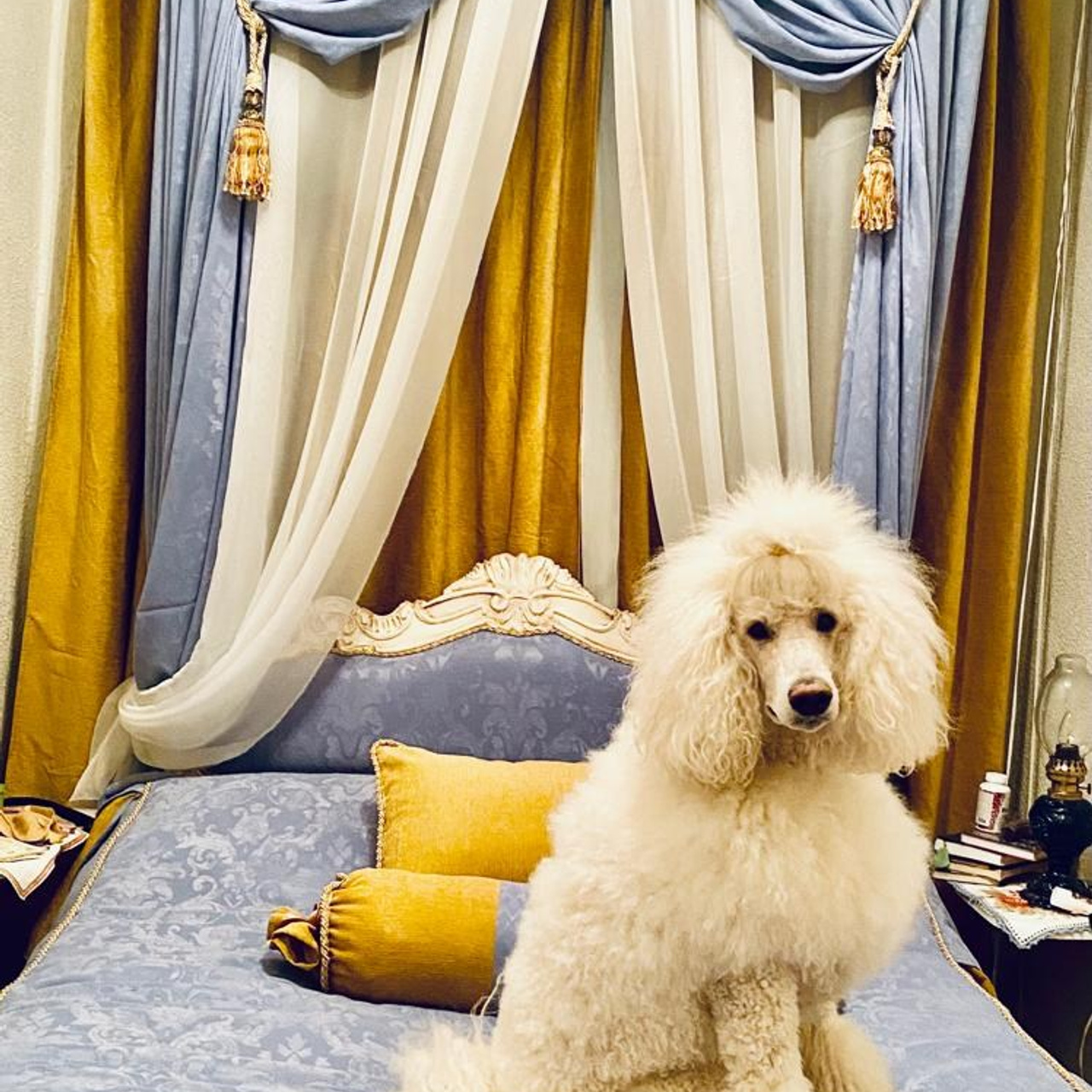 Бадди. Актерское агентство Art-faces