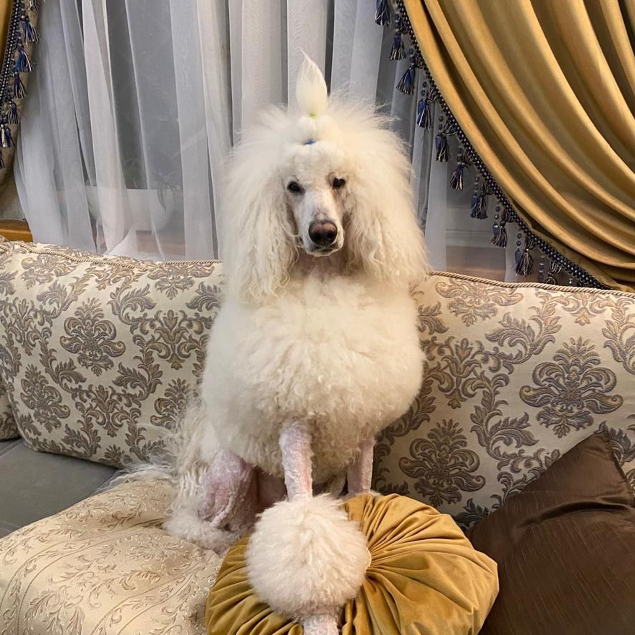 Бадди. Актерское агентство Art-faces