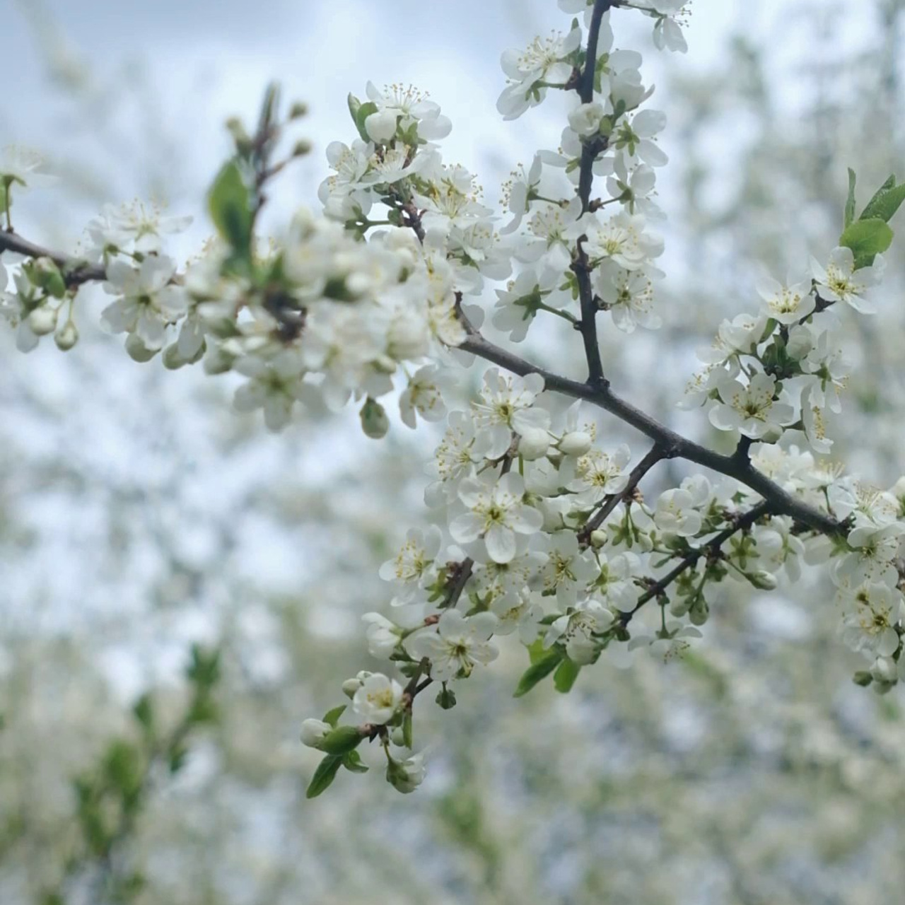 Тут дом родной. Мастерская. Видеограф Ярославль