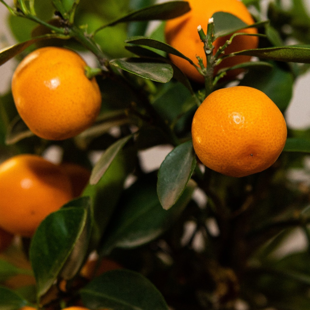 Отзывы на фото Гуральник Ольги. Портретный фотограф в Иванове Ольга Гуральник