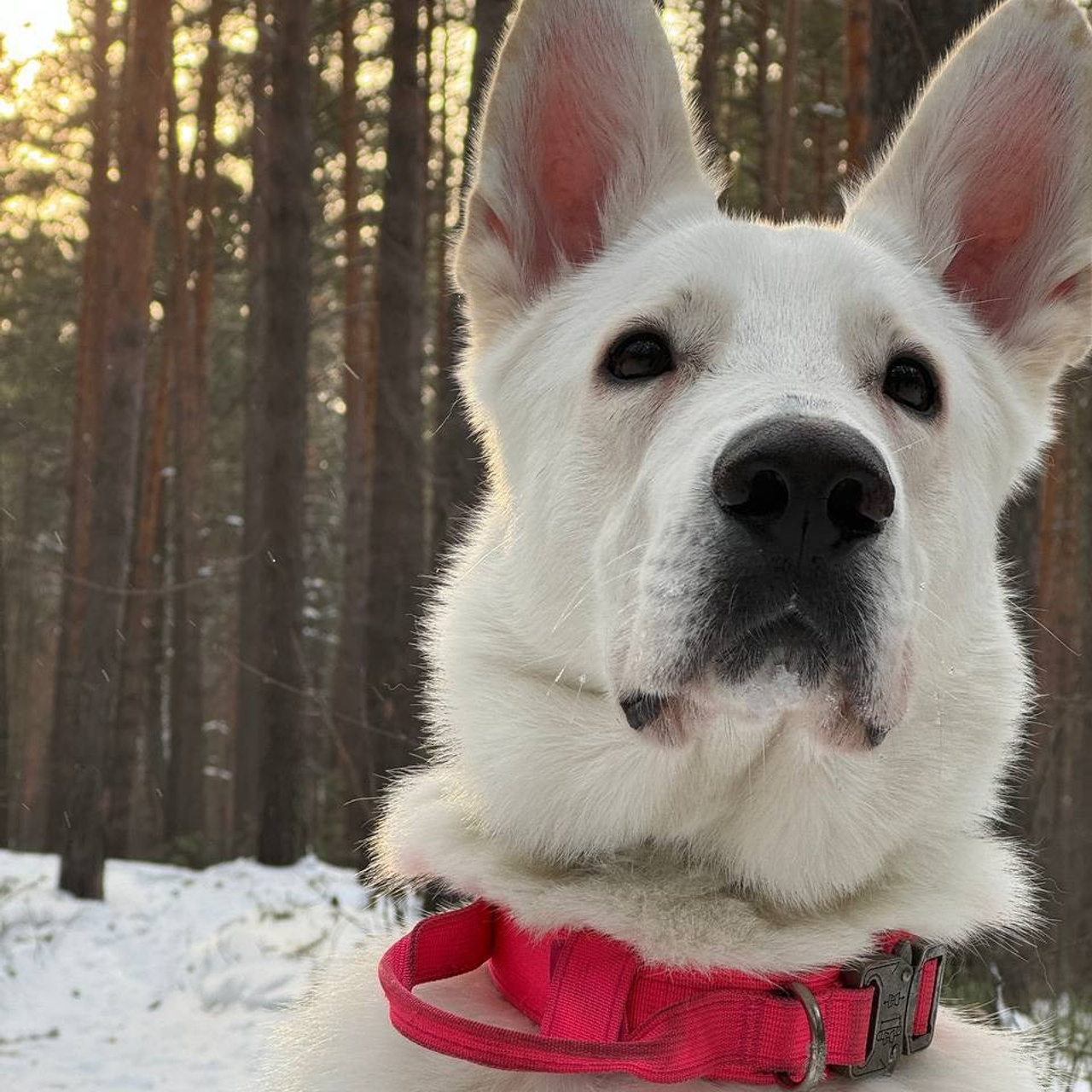 Отзывы. Фотограф Анастасия Шай в Санкт-Петербурге