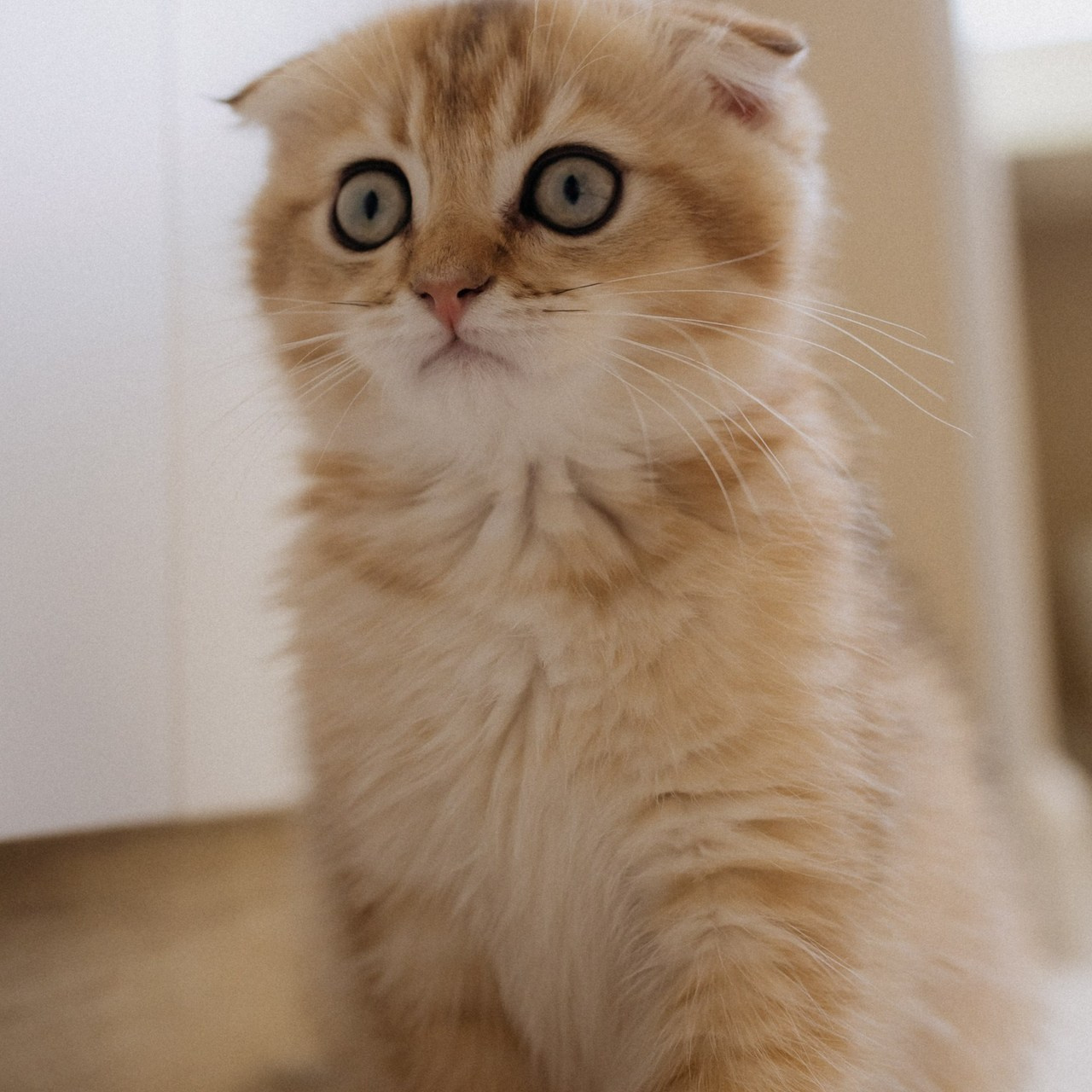 Отзывы. Фотограф Санкт-Петербург Князева Елизавета