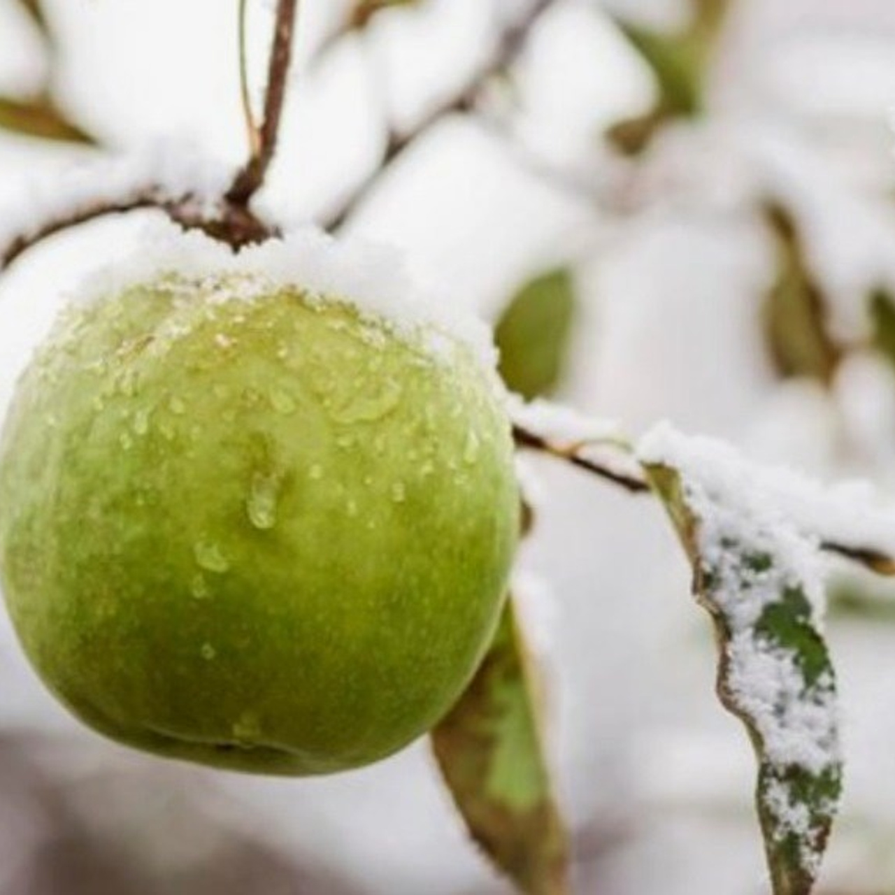 RUSNEWS/ДАЧНЫЙ КЛУБ. ТРЕНДЫ СЕЗОН 2025.ПИТОМНИКИ. 俄罗斯设计估算