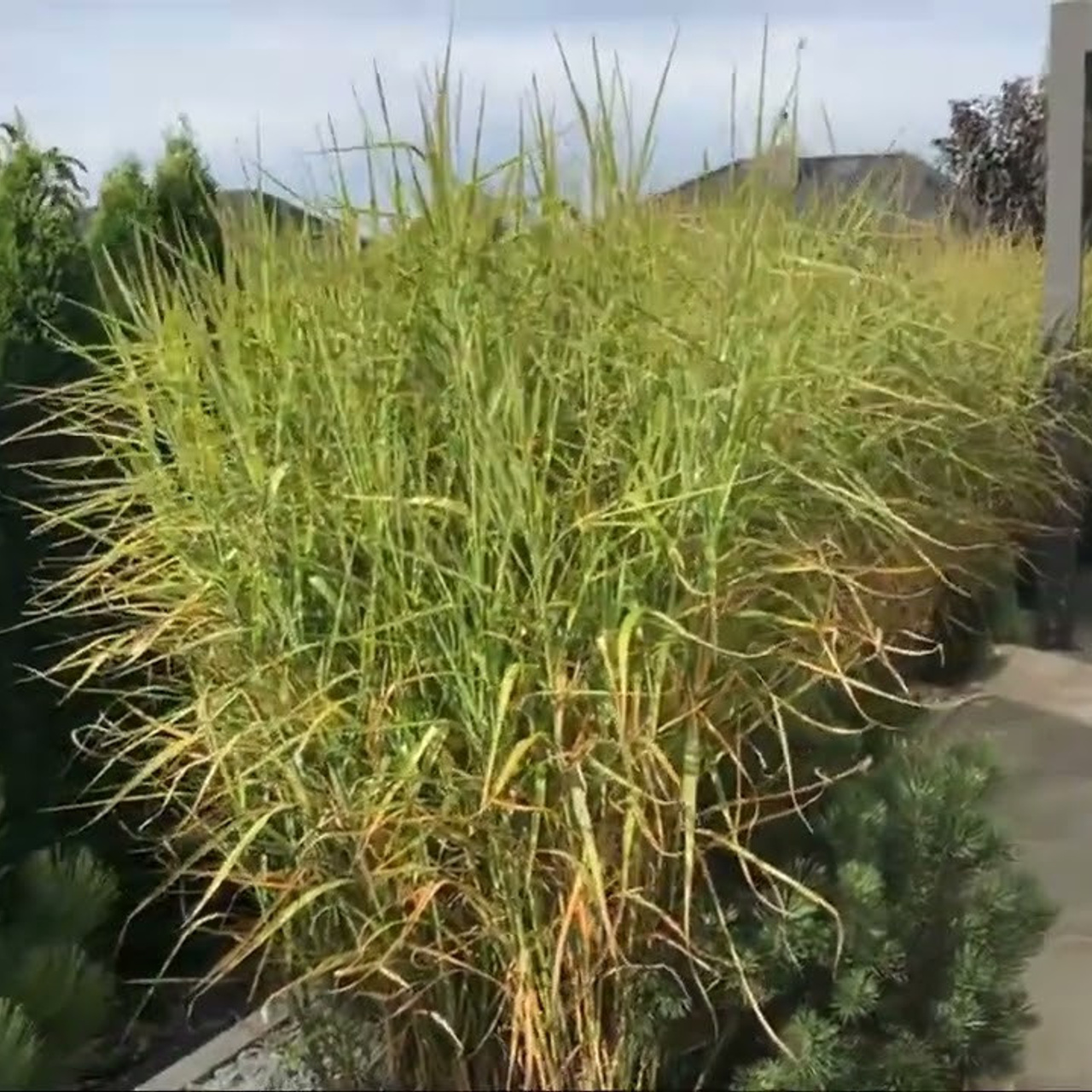 Сметчик проекты Екатеринбург Пермь  Новости Екатеринбург. Ландшафт Сметчик Генплан Ландшафтный дизайнер новости Екатеринбург Пермь