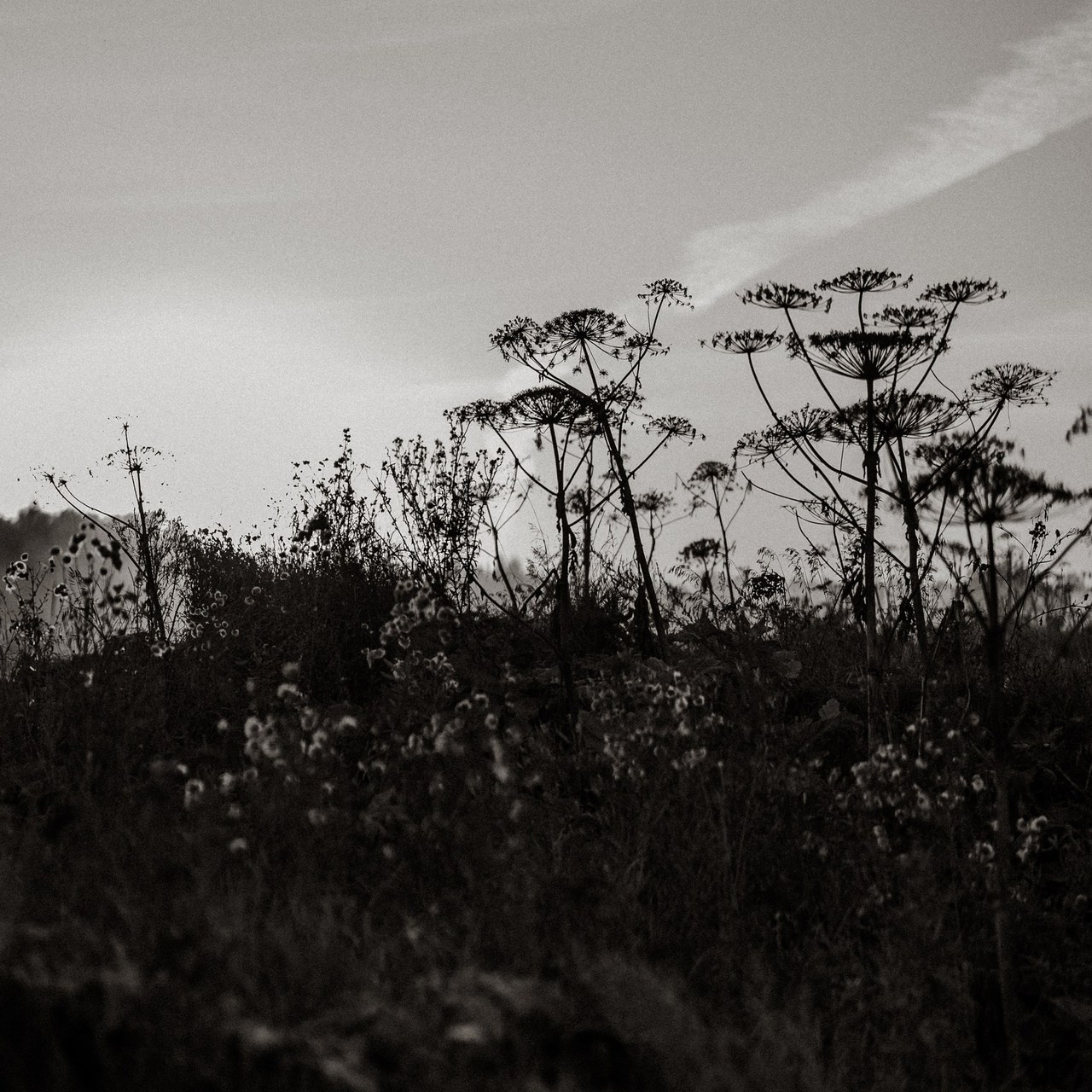 Отзывы. Daria Chigintseva Photographer