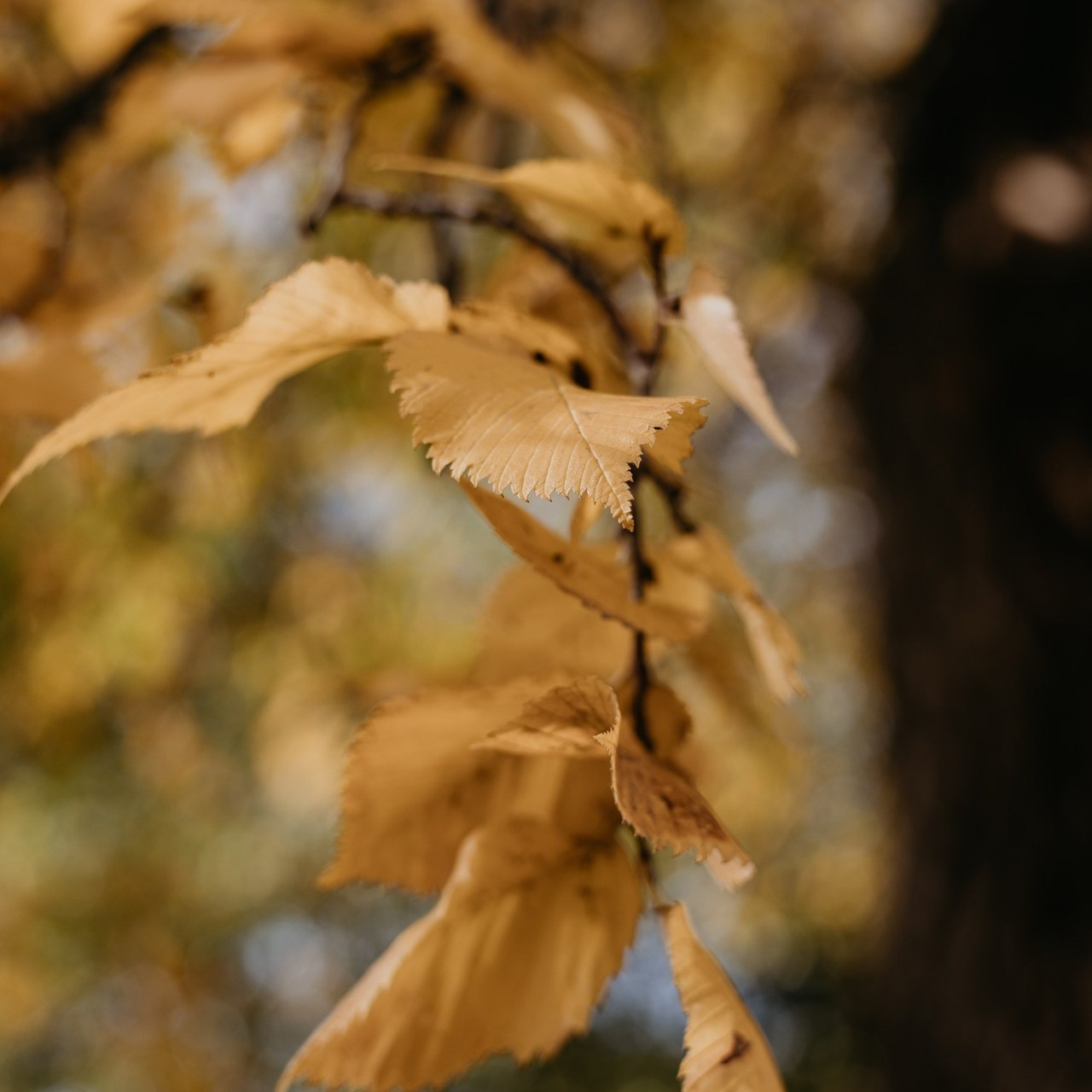 Отзывы. Фотограф новорождённых Екатерина Боброва. Ульяновск