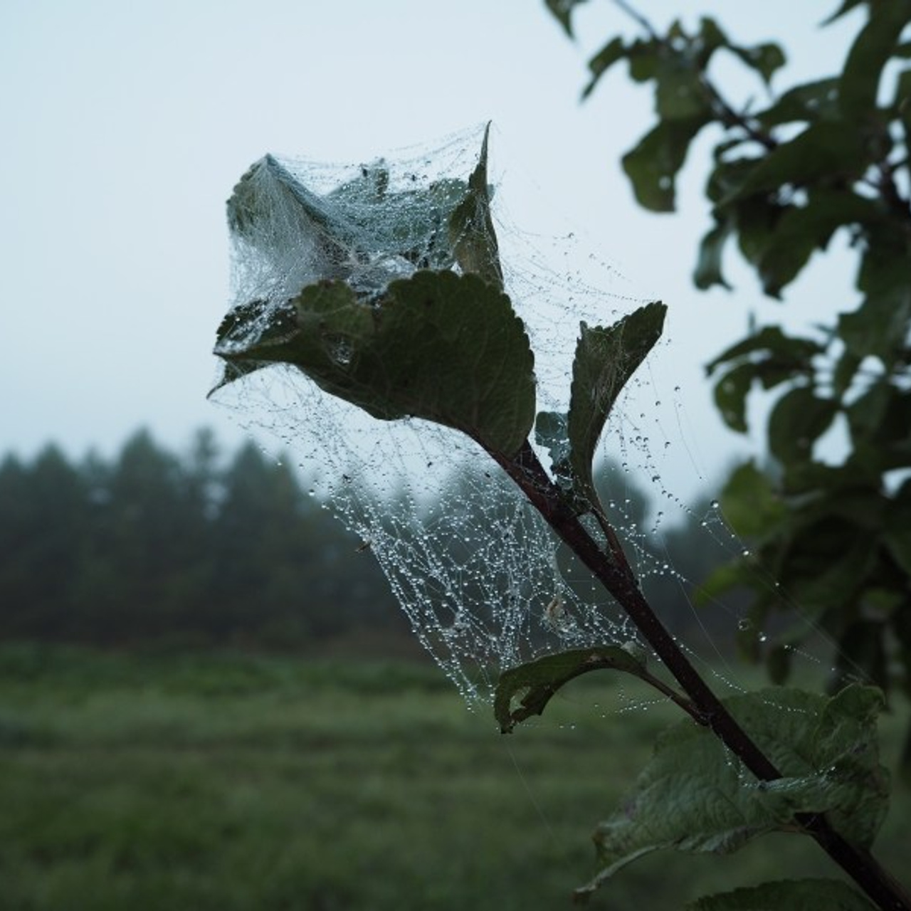 Dawn in a village. Quiet photographic art