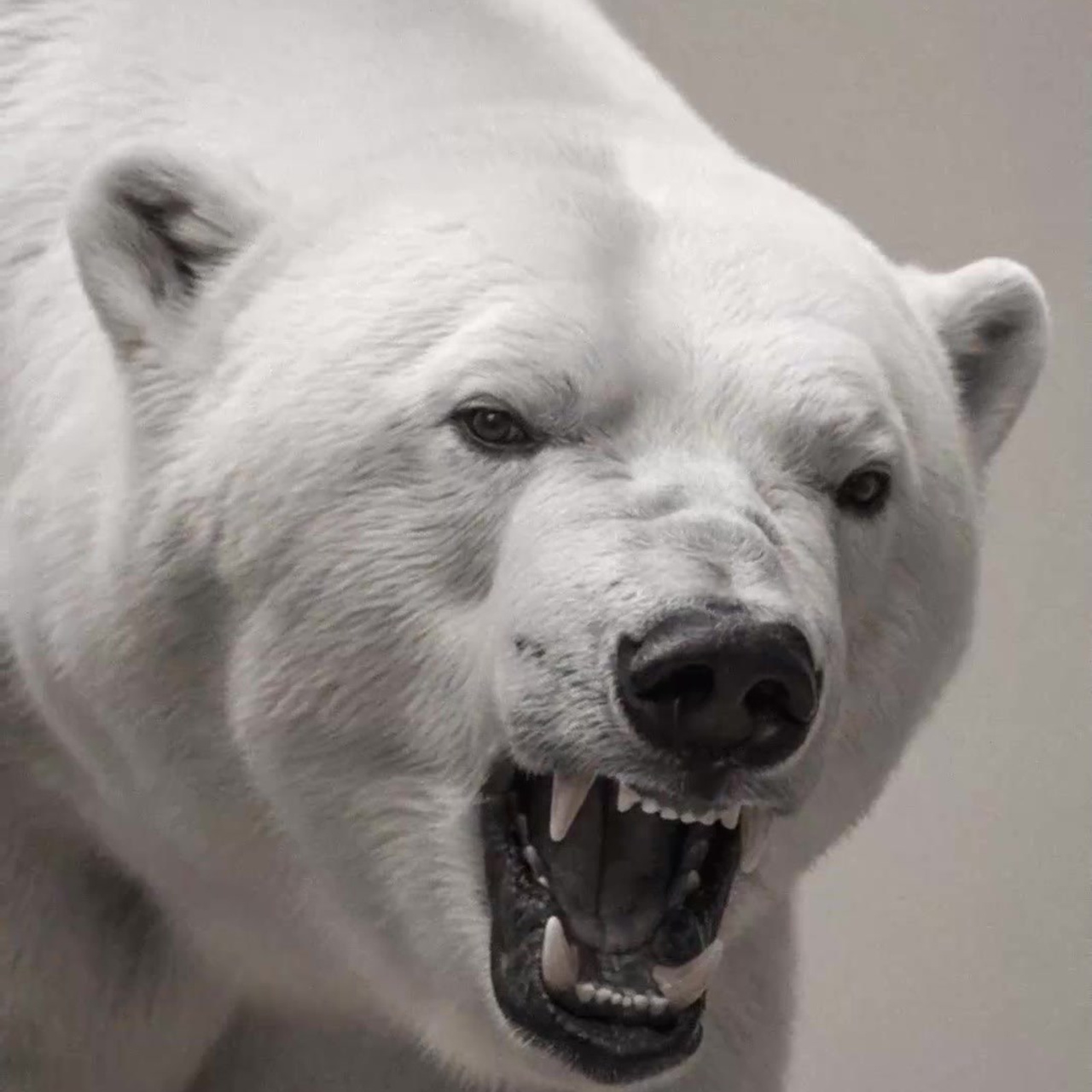 Видео. A S / G N