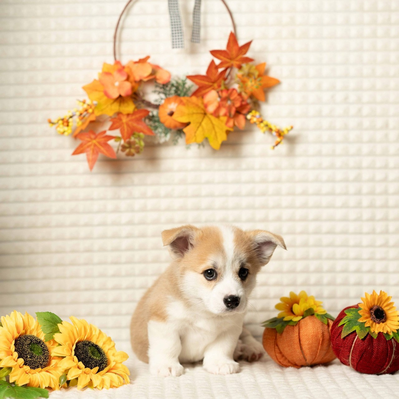 Отзывы. Фотограф в Сортавала Антонина Музалева